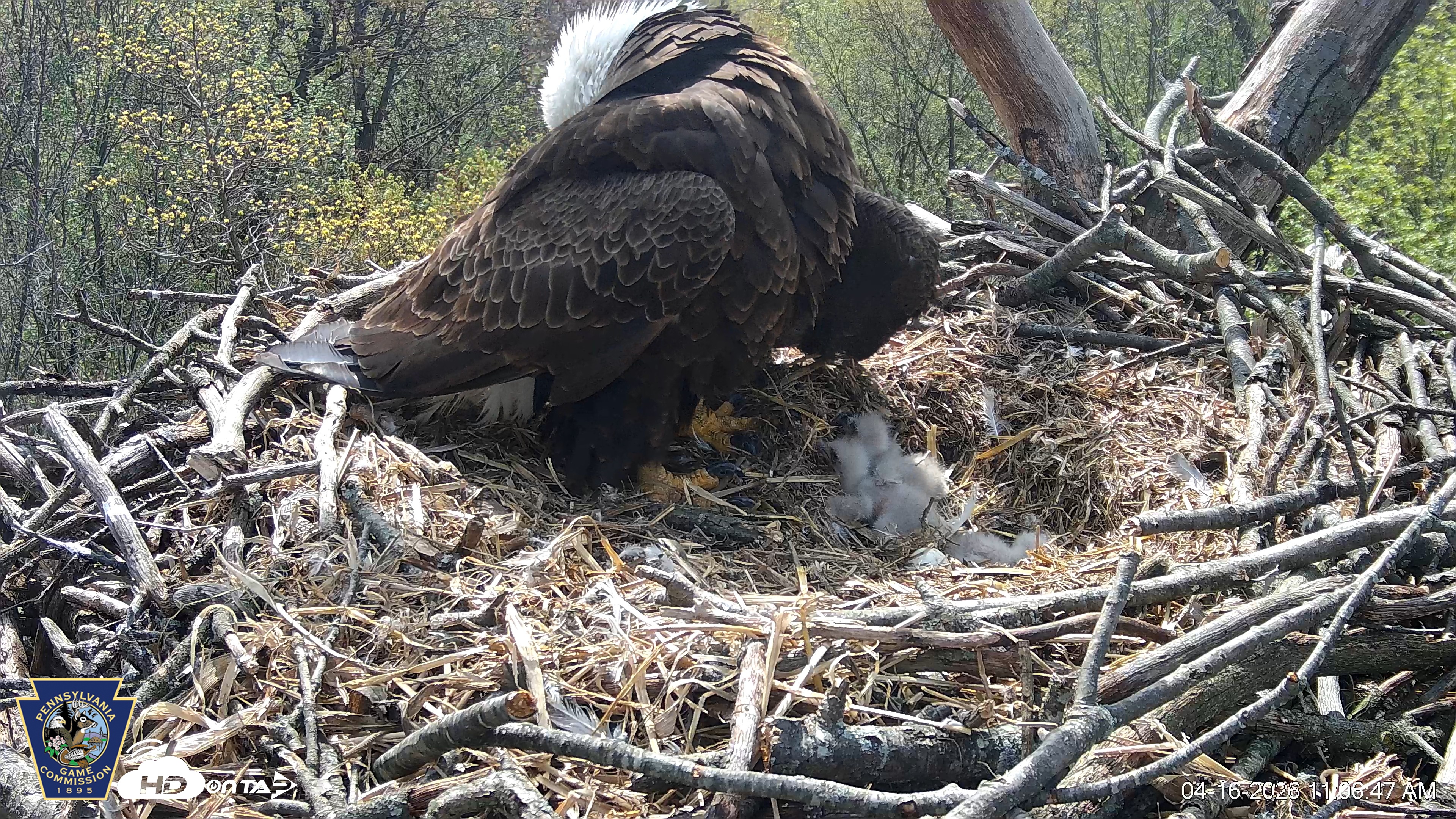 Snapshot of Hanover Eagles Live Cam taken Apr 16, 2026, 11:07am EDT