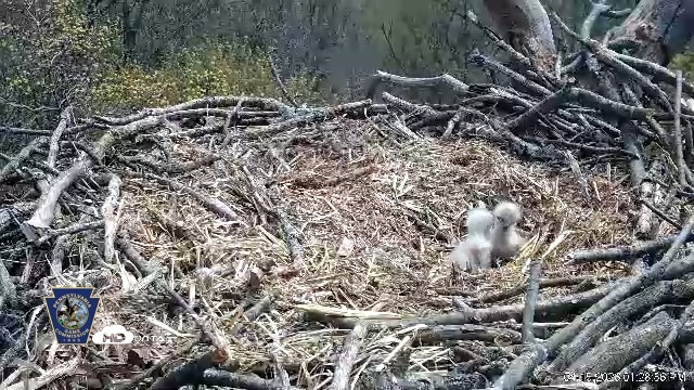Snapshot of Hanover Eagles Live Cam taken Apr 15, 2026, 1:29pm EDT