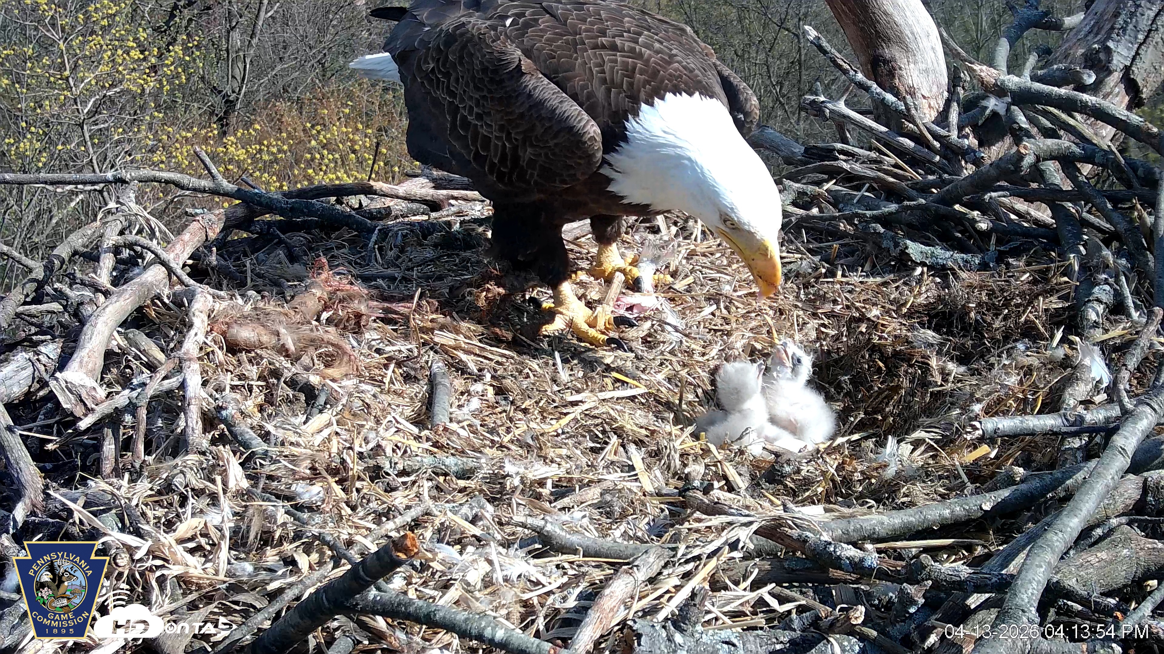 Snapshot of Hanover Eagles Live Cam taken Apr 13, 2026, 4:14pm EDT