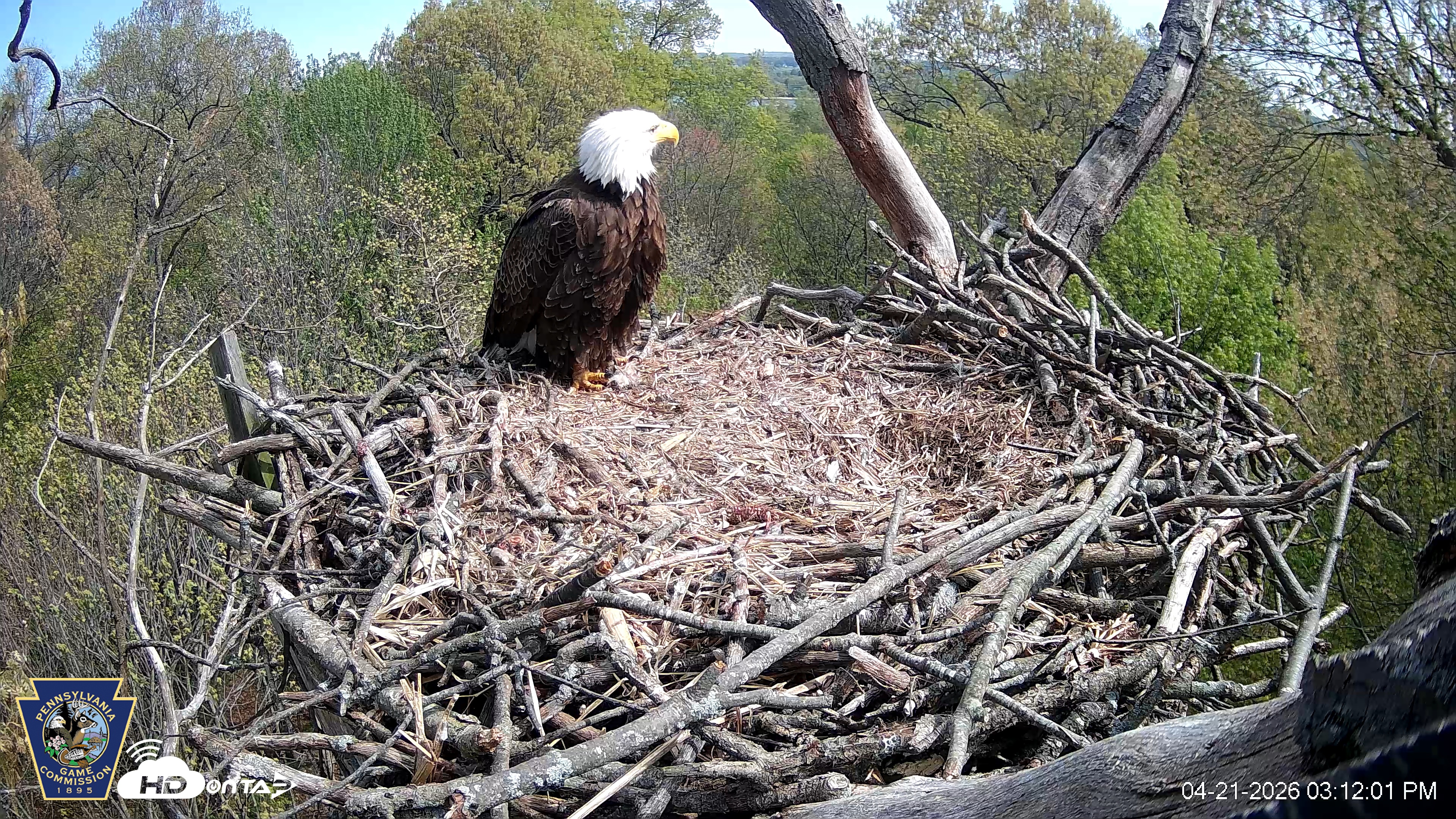 Snapshot of Hanover Eagles Live Cam taken Apr 21, 2026, 3:12pm EDT
