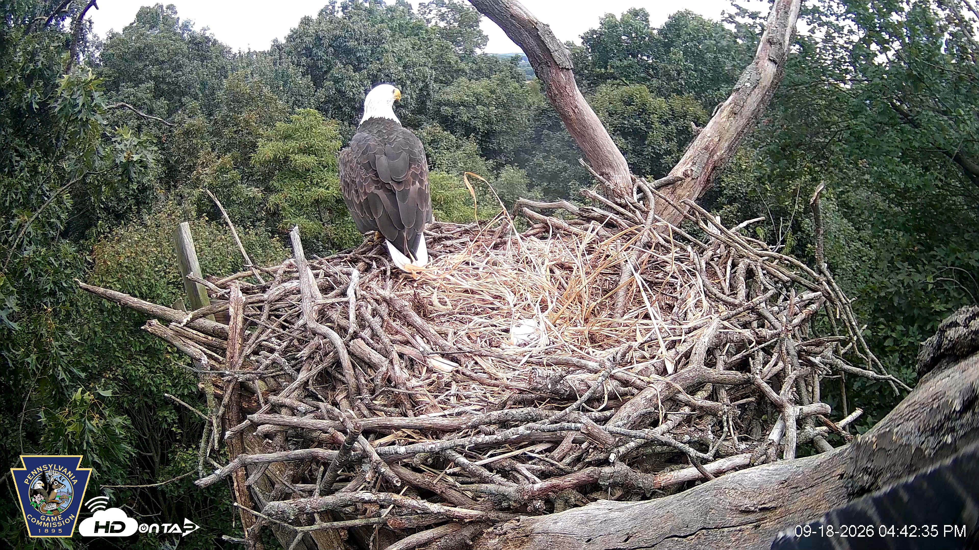 Snapshot of Hanover Eagles Live Cam taken Sep 18, 2026, 4:43pm EDT