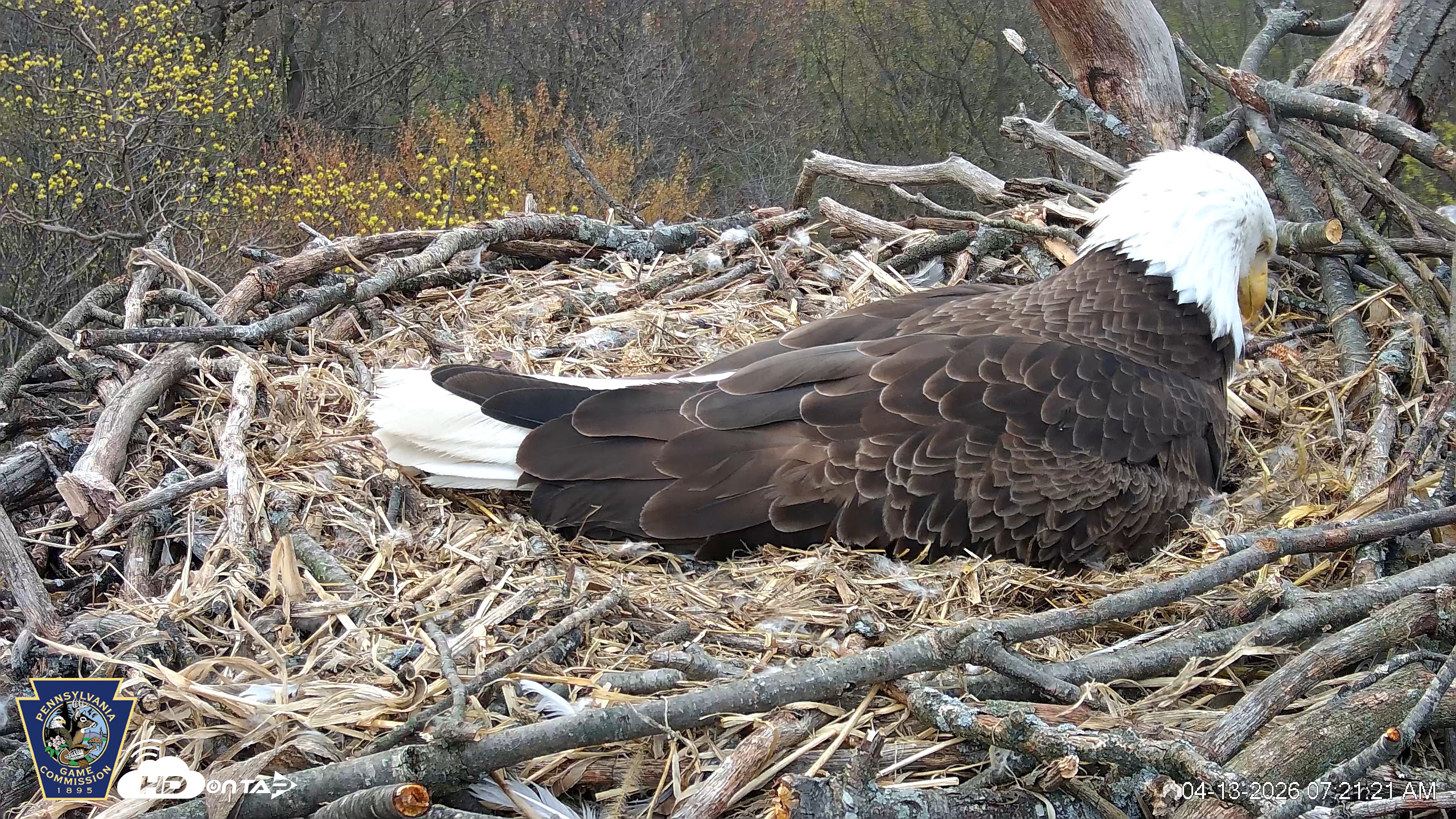 Snapshot of Hanover Eagles Live Cam taken Apr 13, 2026, 7:21am EDT
