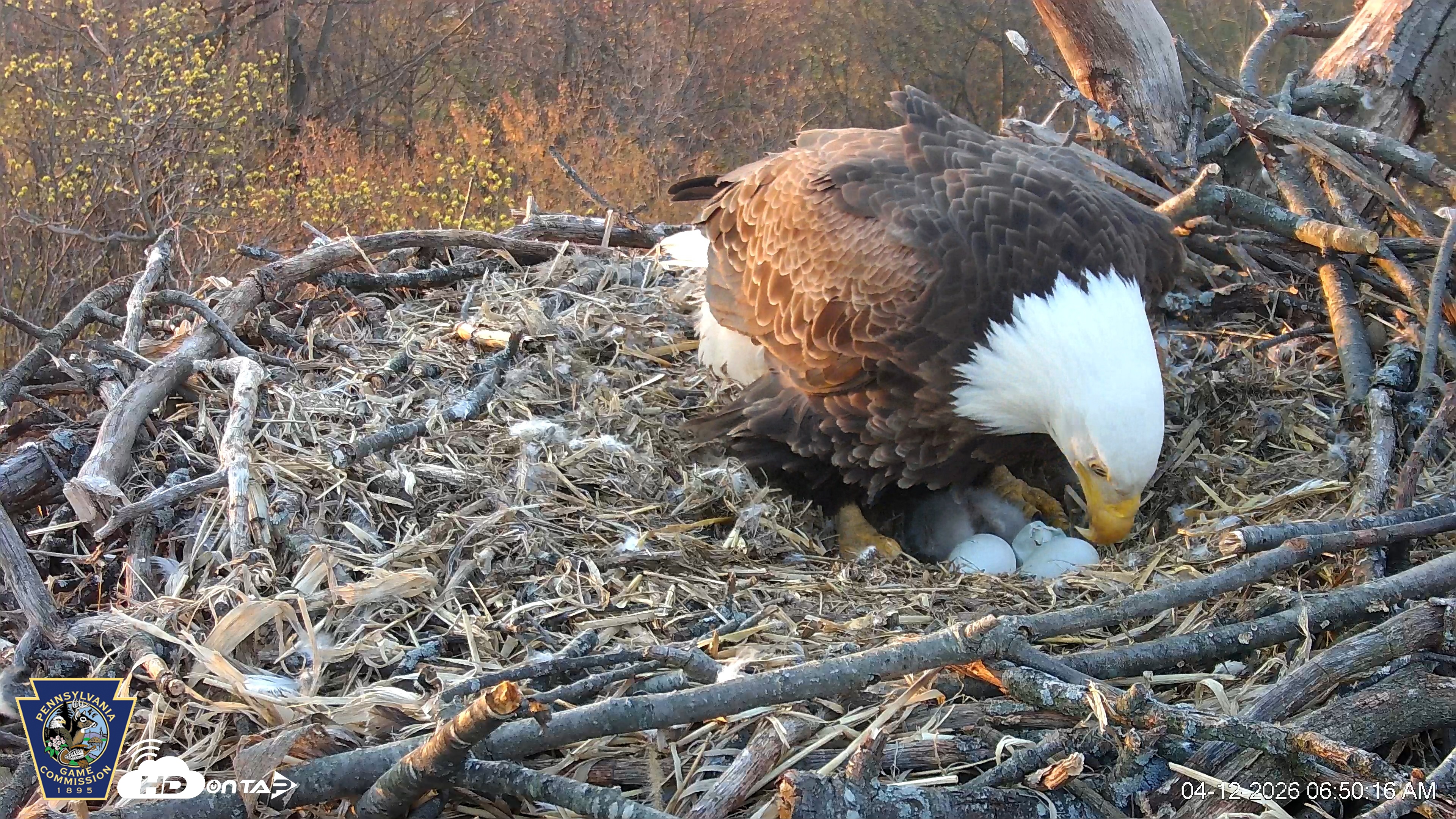 Snapshot of Hanover Eagles Live Cam taken Apr 12, 2026, 6:50am EDT