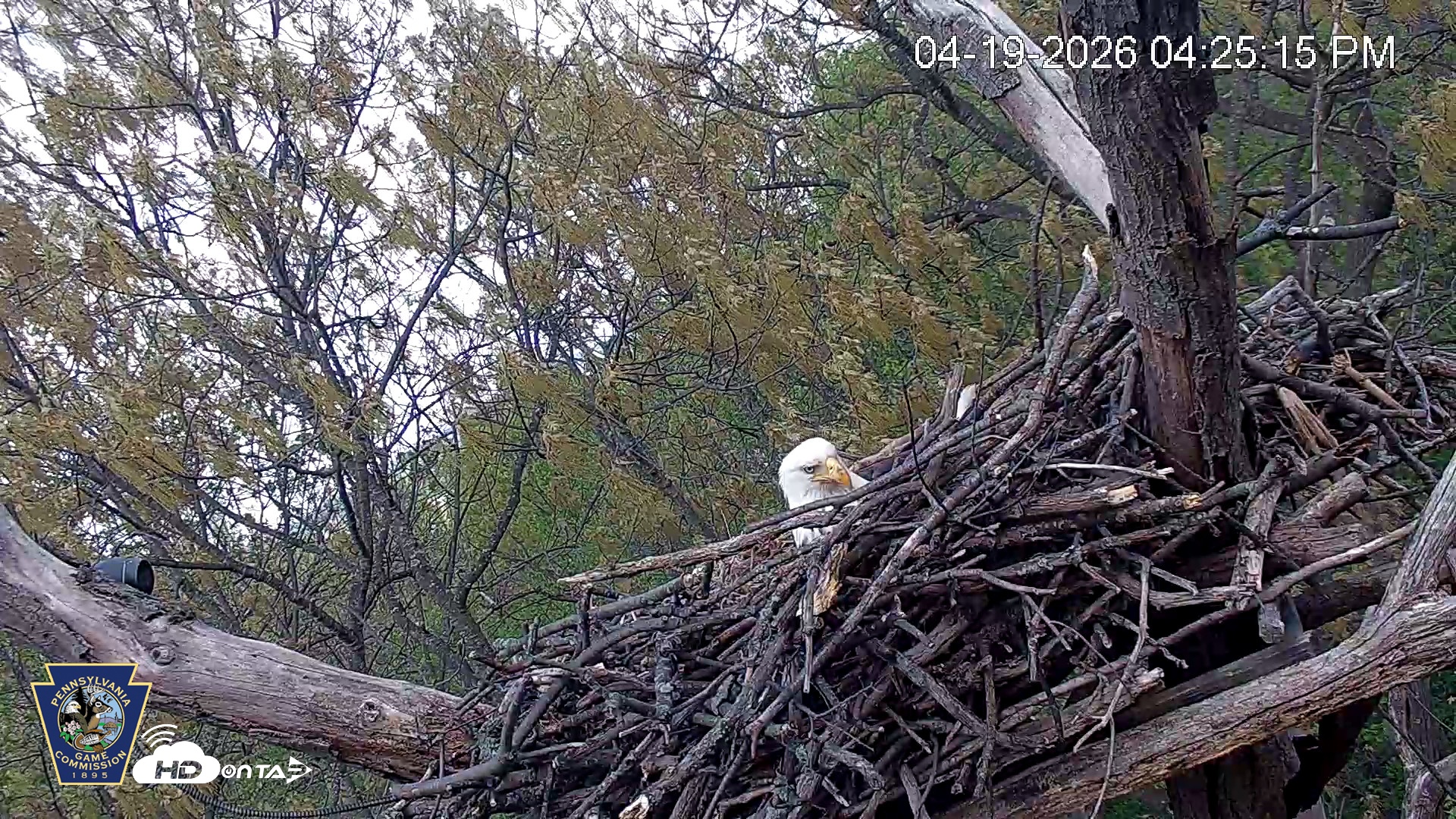 Snapshot of Hanover Eagles Live Cam taken Apr 19, 2026, 4:26pm EDT