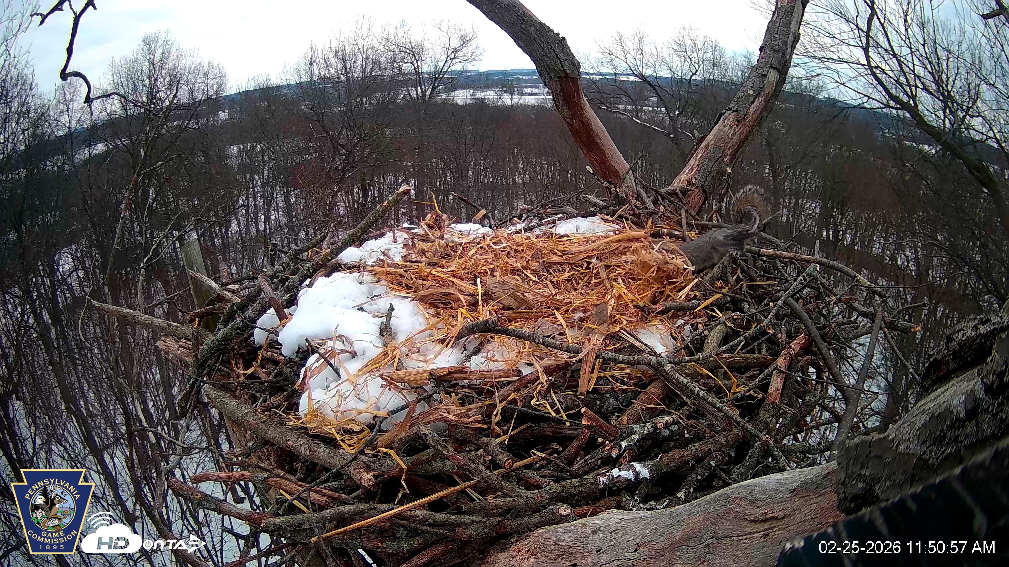 Snapshot of Hanover Eagles Live Cam taken Feb 25, 2026, 11:51am EST