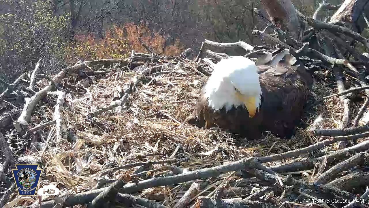 Snapshot of Hanover Eagles Live Cam taken Apr 11, 2026, 9:01am EDT