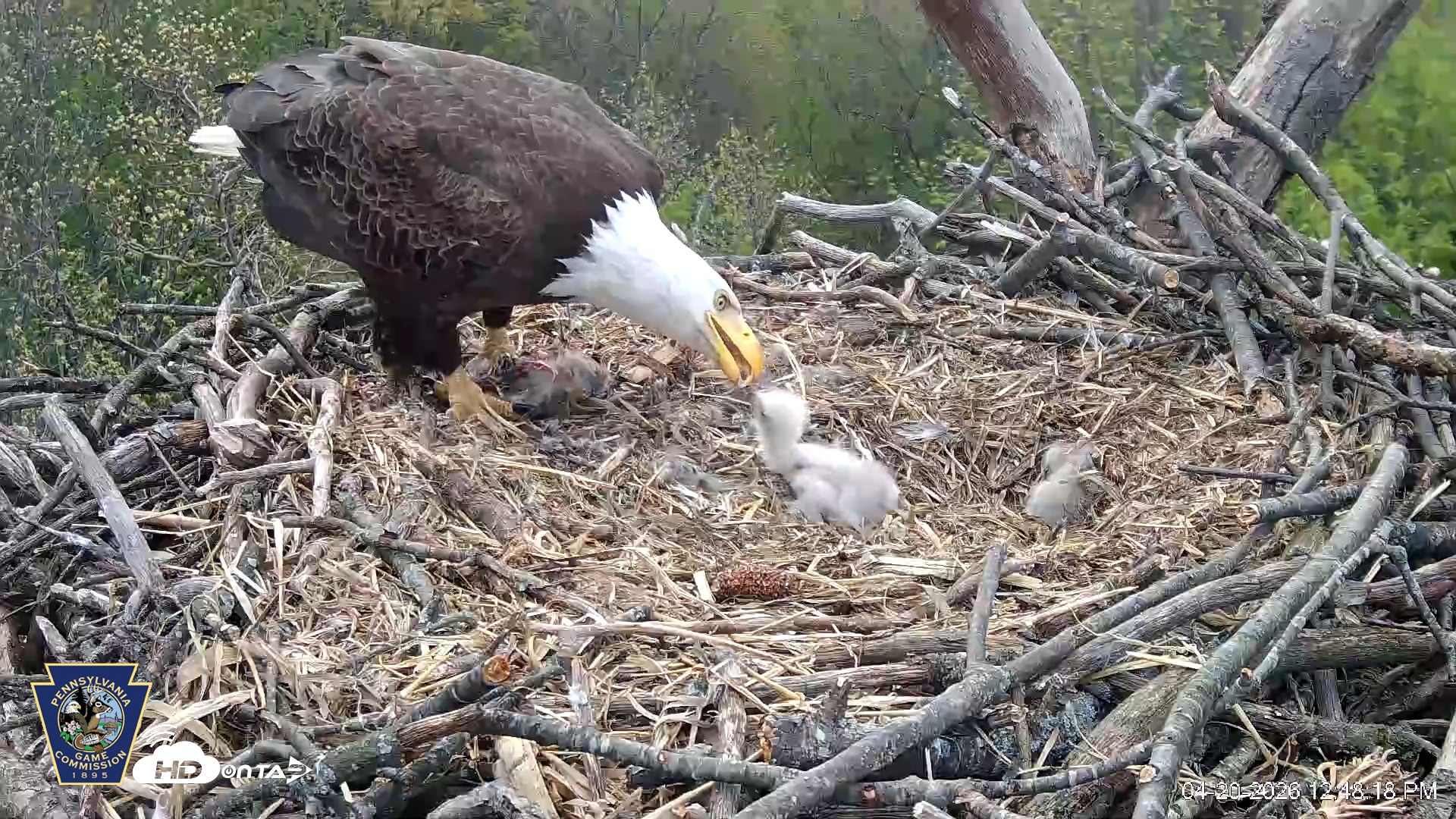 Snapshot of Hanover Eagles Live Cam taken Apr 20, 2026, 12:49pm EDT