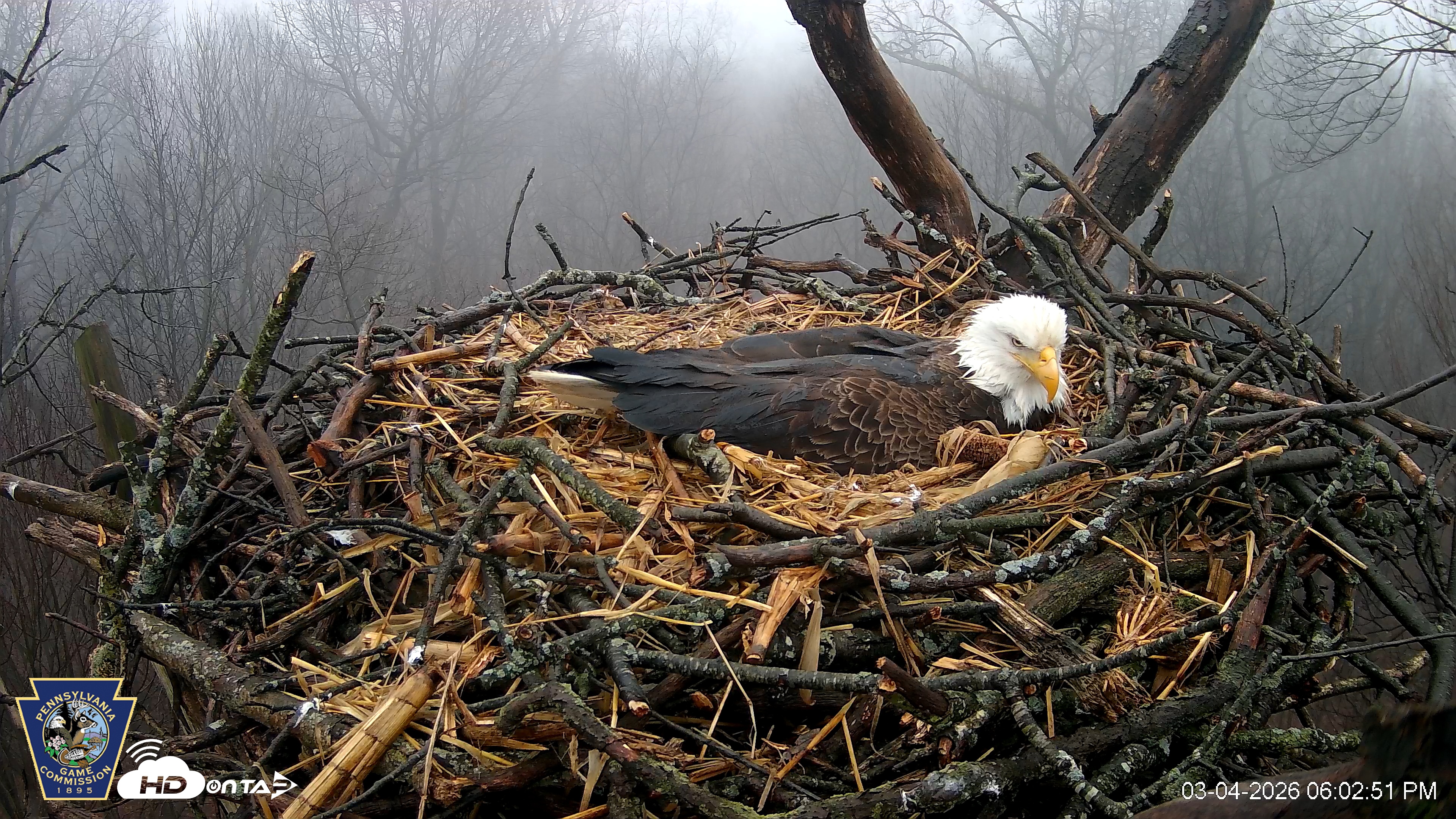 Snapshot of Hanover Eagles Live Cam taken Mar 4, 2026, 6:03pm EST