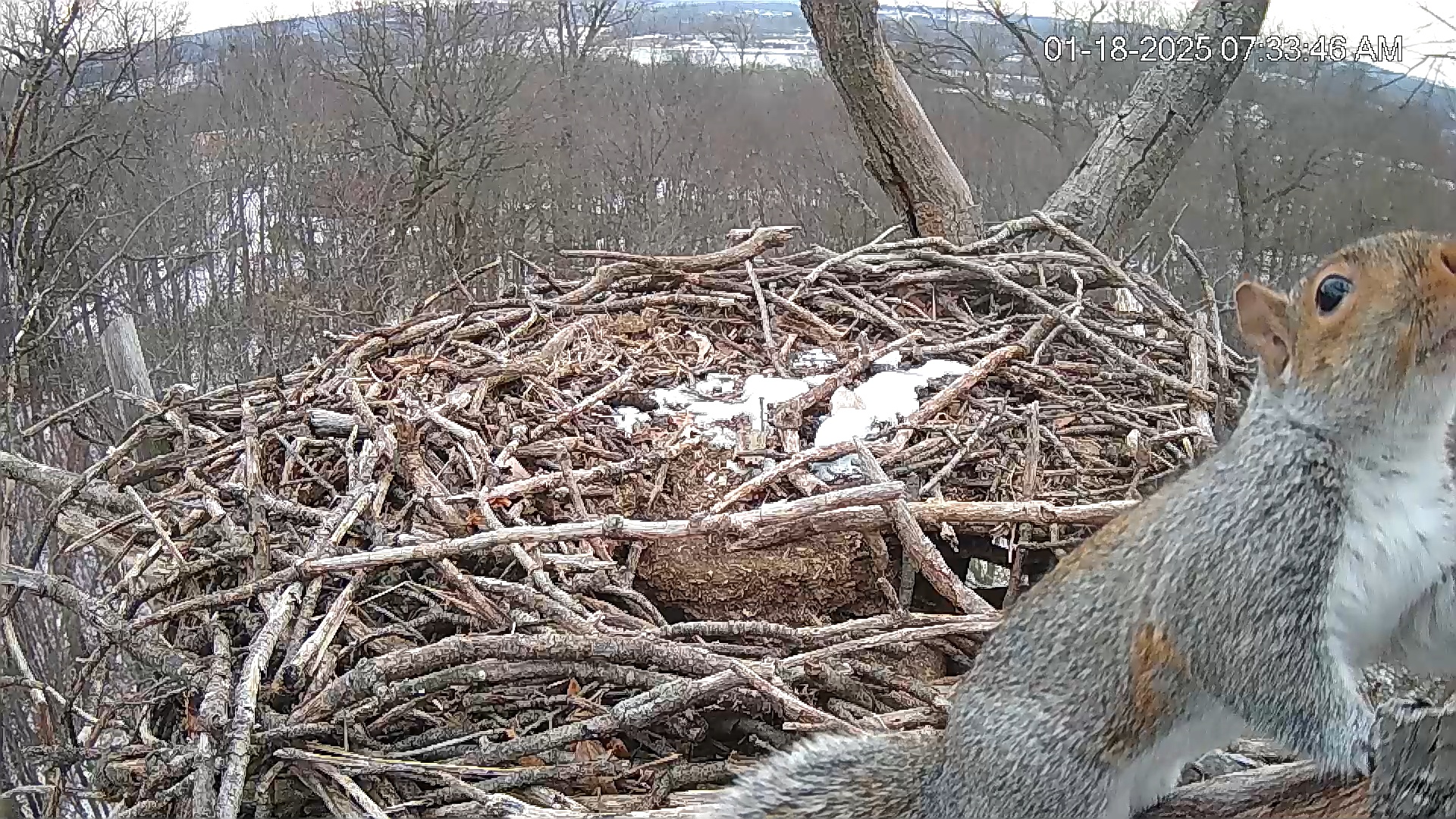 Snapshot of Hanover Eagles Live Cam taken Jan 18, 2025, 7:35am EST