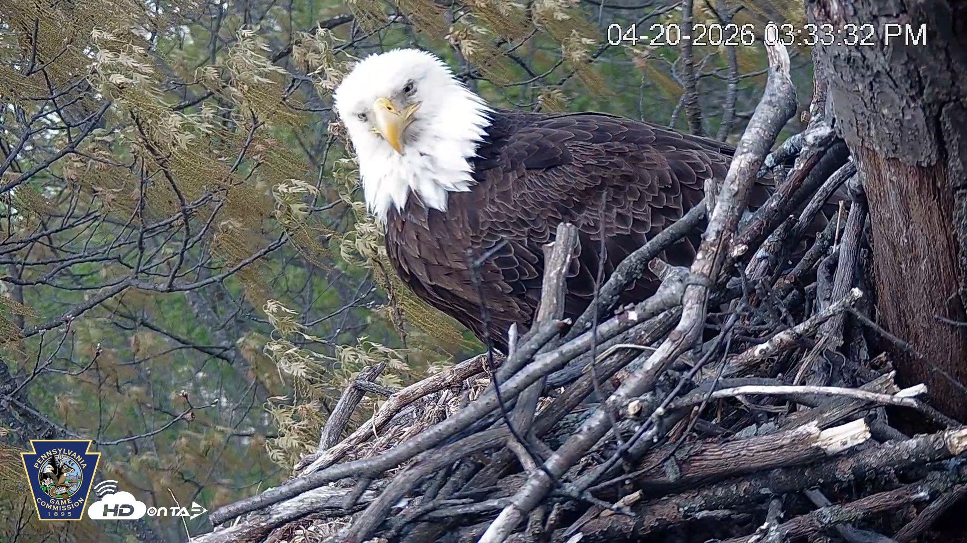 Snapshot of Hanover Eagles Live Cam taken Apr 20, 2026, 3:34pm EDT