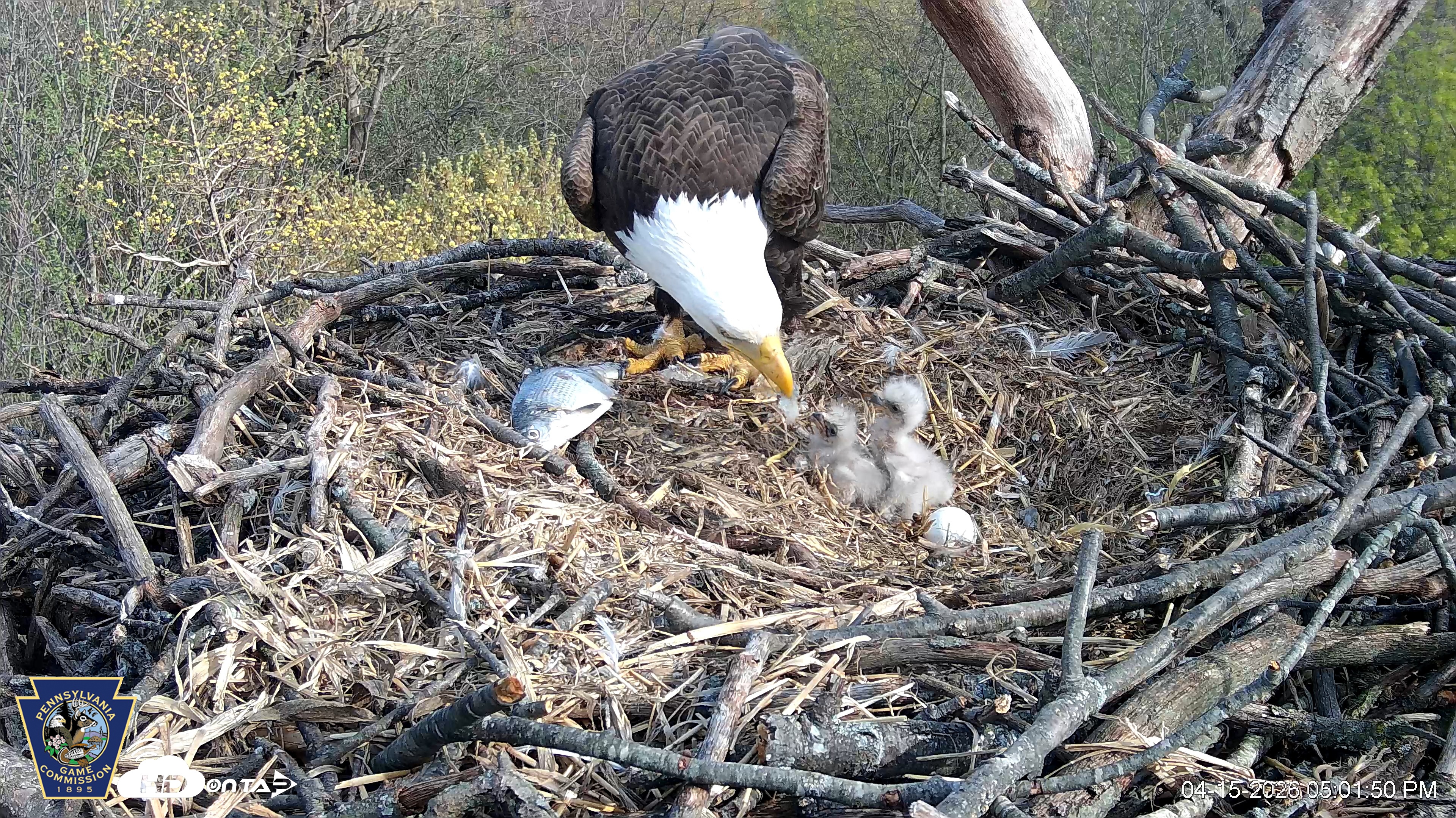 Snapshot of Hanover Eagles Live Cam taken Apr 15, 2026, 5:02pm EDT