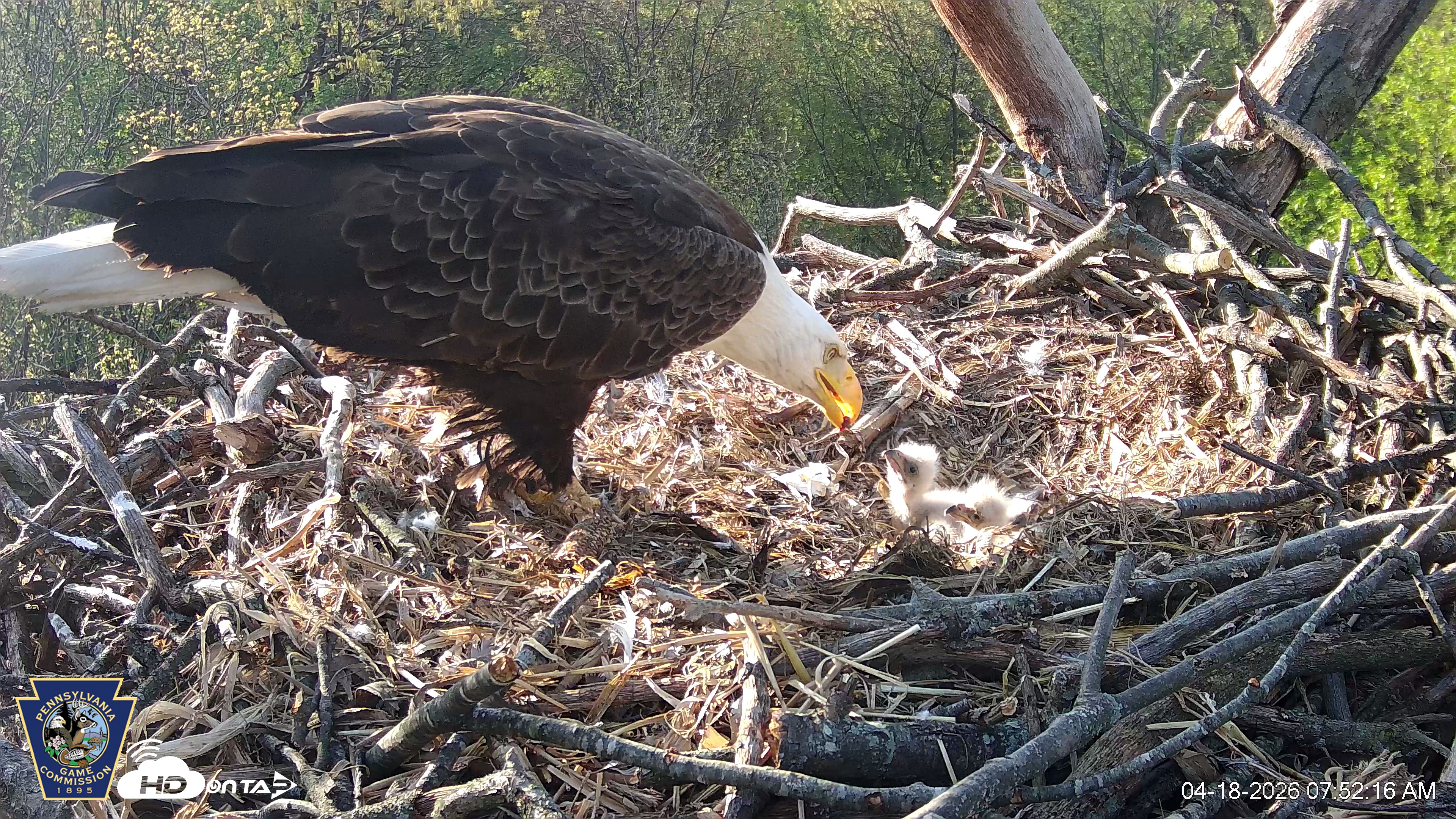 Snapshot of Hanover Eagles Live Cam taken Apr 18, 2026, 7:52am EDT