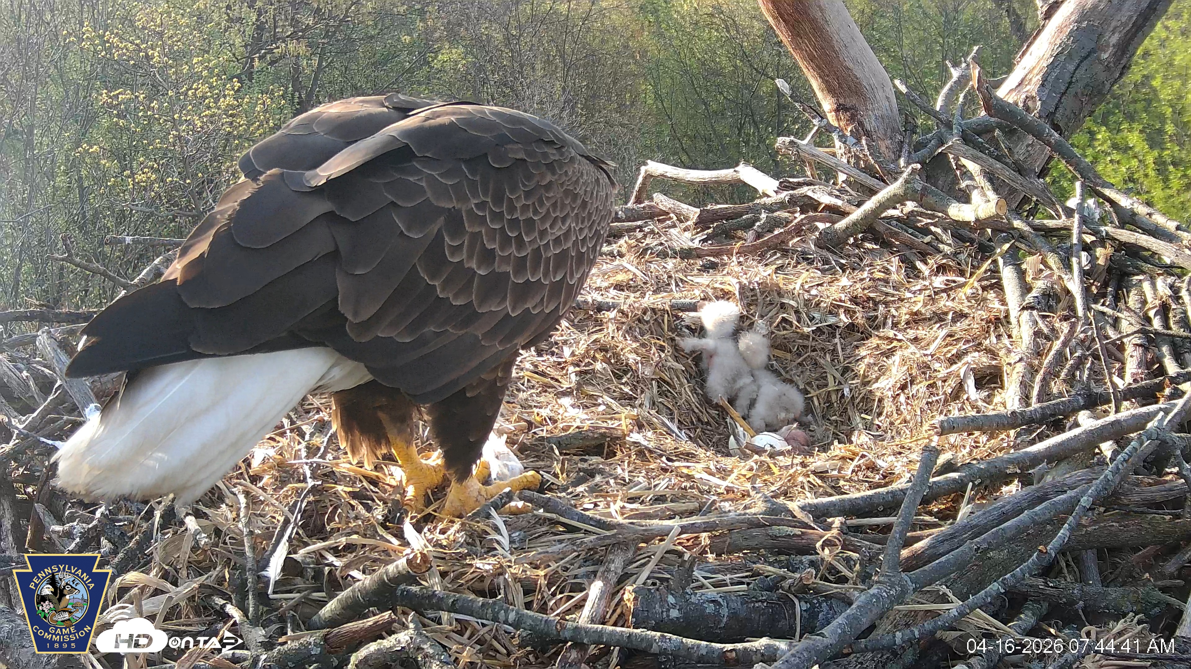 Snapshot of Hanover Eagles Live Cam taken Apr 16, 2026, 7:45am EDT