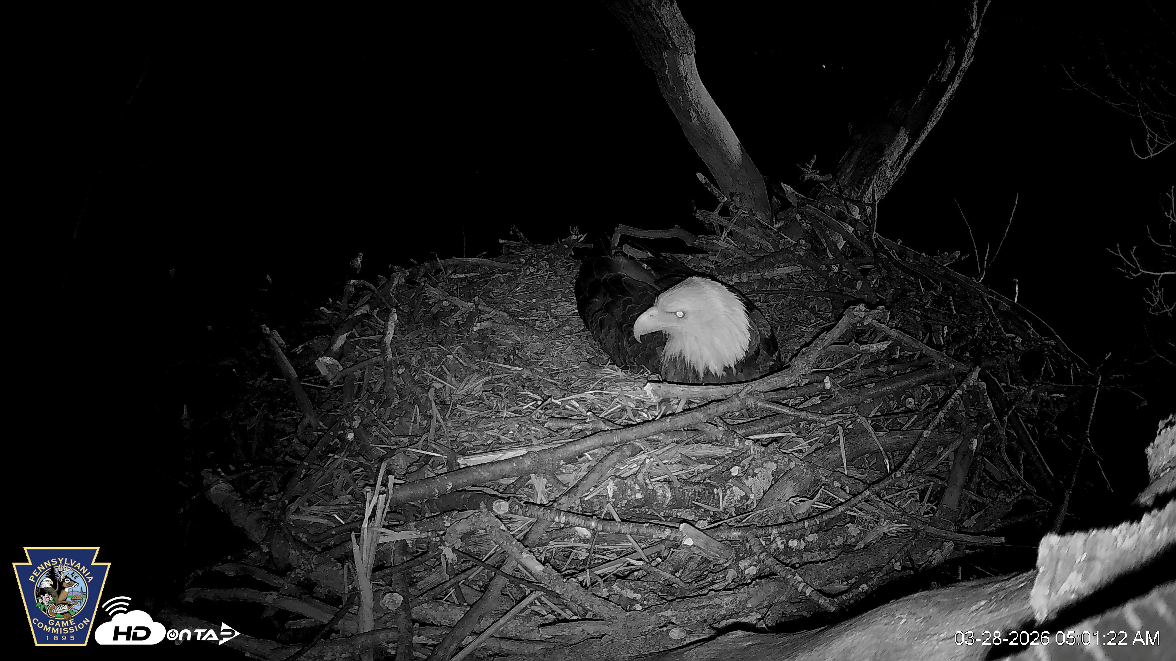 Snapshot of Hanover Eagles Live Cam taken Mar 28, 2026, 5:02am EDT