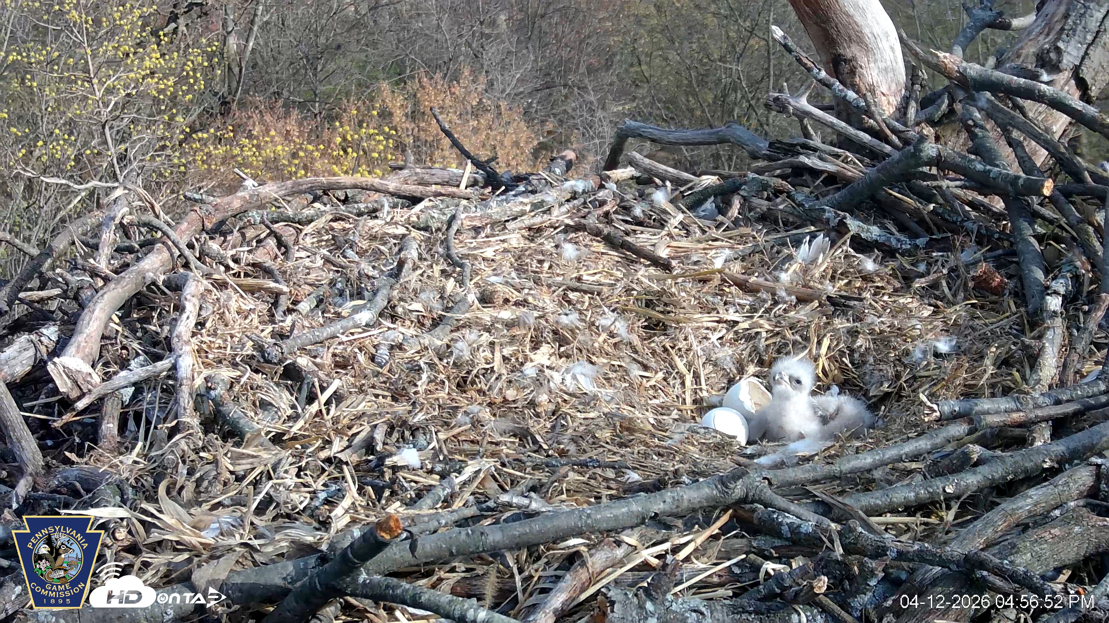 Snapshot of Hanover Eagles Live Cam taken Apr 12, 2026, 4:57pm EDT