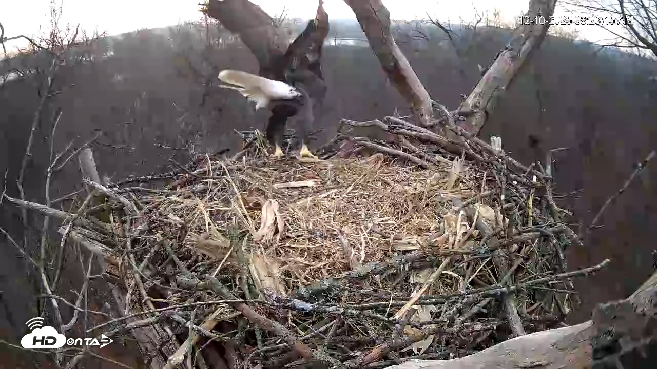 Snapshot of Hanover Eagles Live Cam taken Dec 10, 2025, 8:24am EST