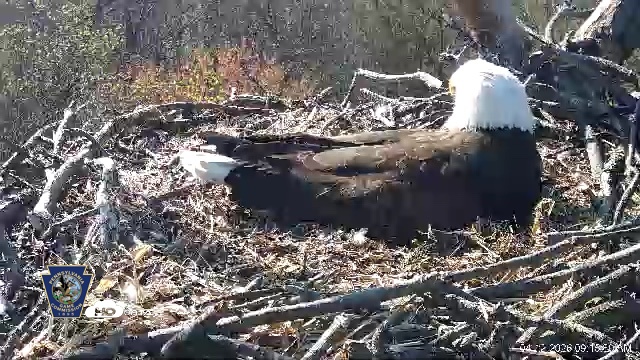 Snapshot of Hanover Eagles Live Cam taken Apr 12, 2026, 9:15am EDT