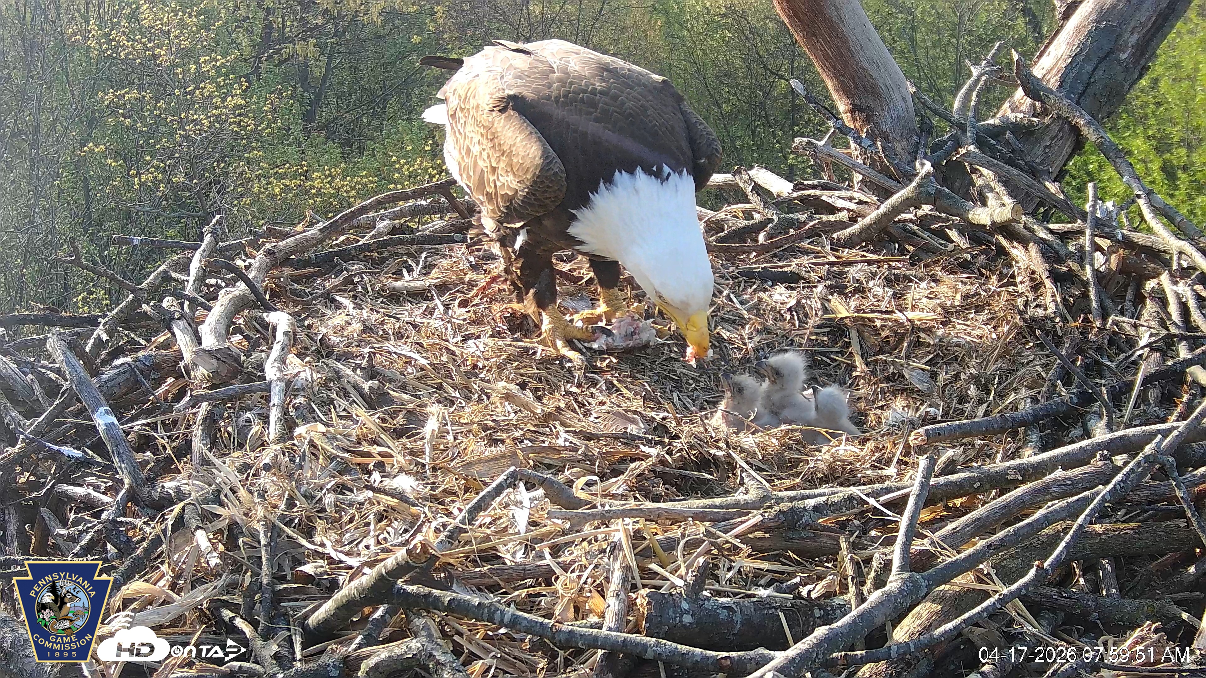 Snapshot of Hanover Eagles Live Cam taken Apr 17, 2026, 8:00am EDT