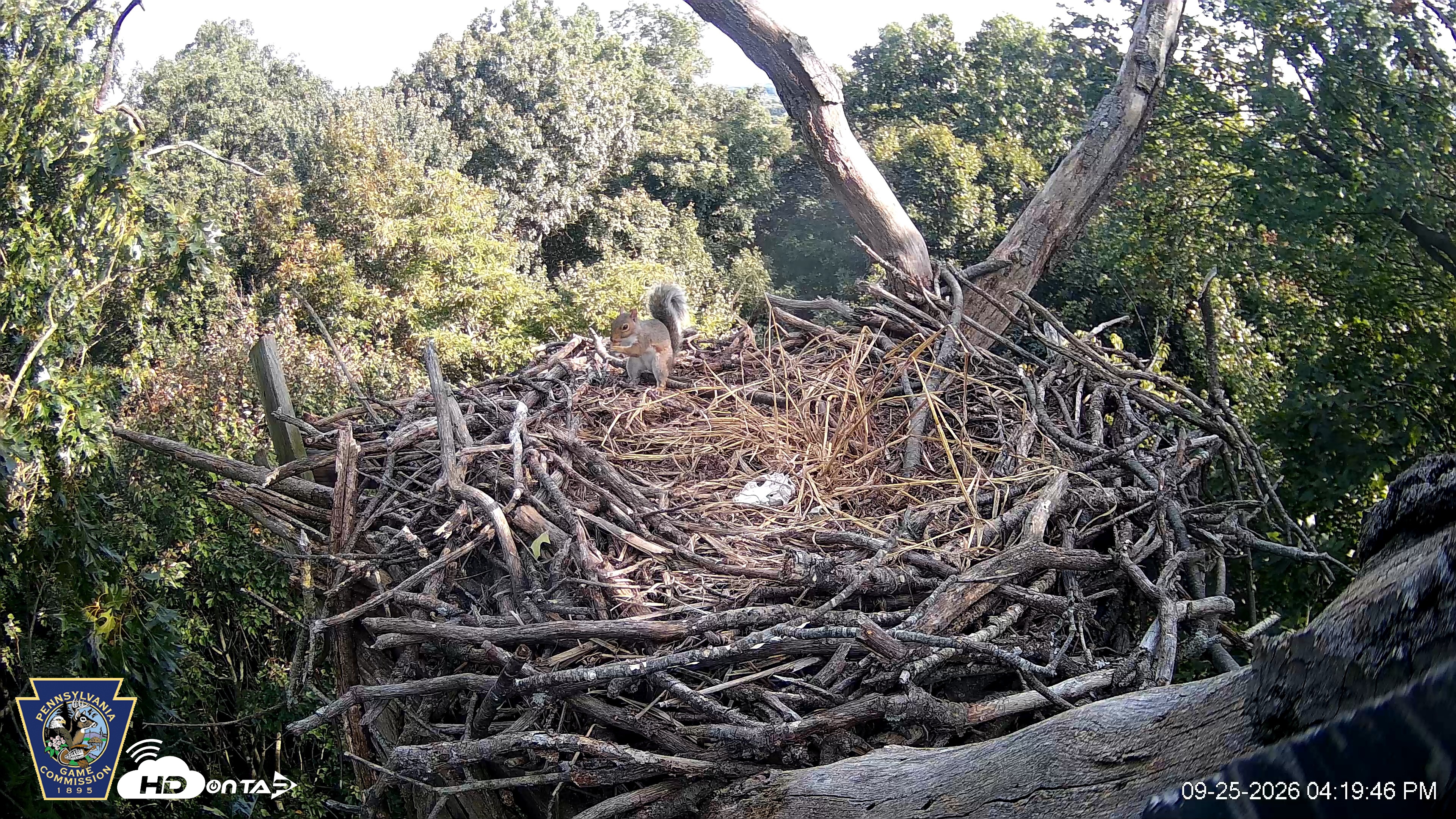 Snapshot of Hanover Eagles Live Cam taken Sep 25, 2026, 4:19pm EDT