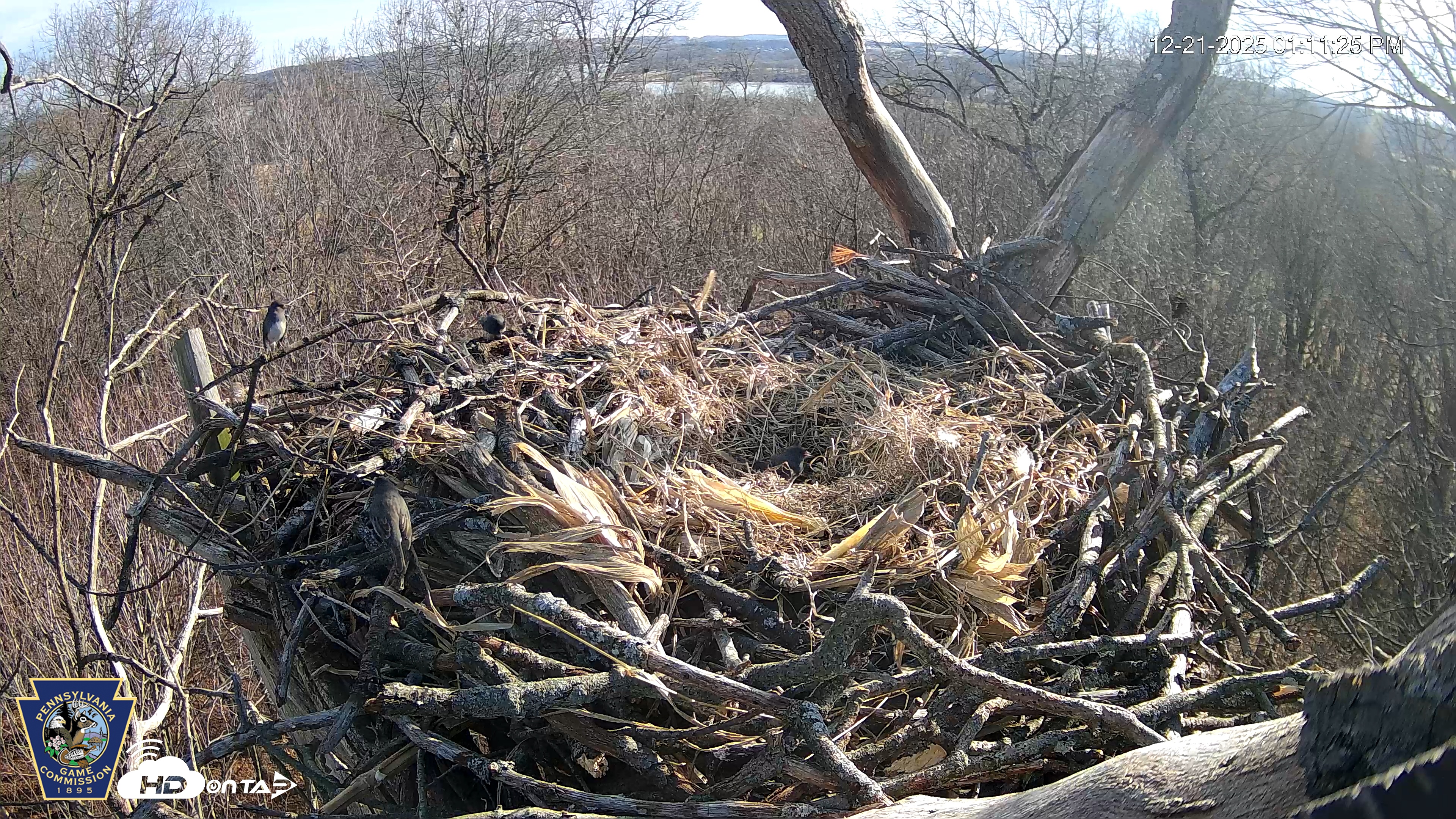 Snapshot of Hanover Eagles Live Cam taken Dec 21, 2025, 1:12pm EST