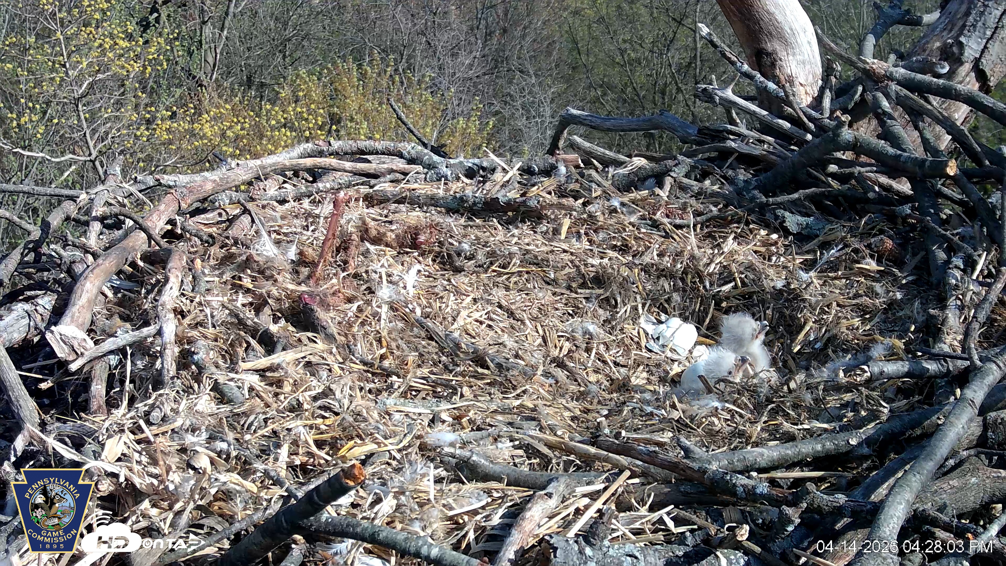 Snapshot of Hanover Eagles Live Cam taken Apr 14, 2026, 4:28pm EDT