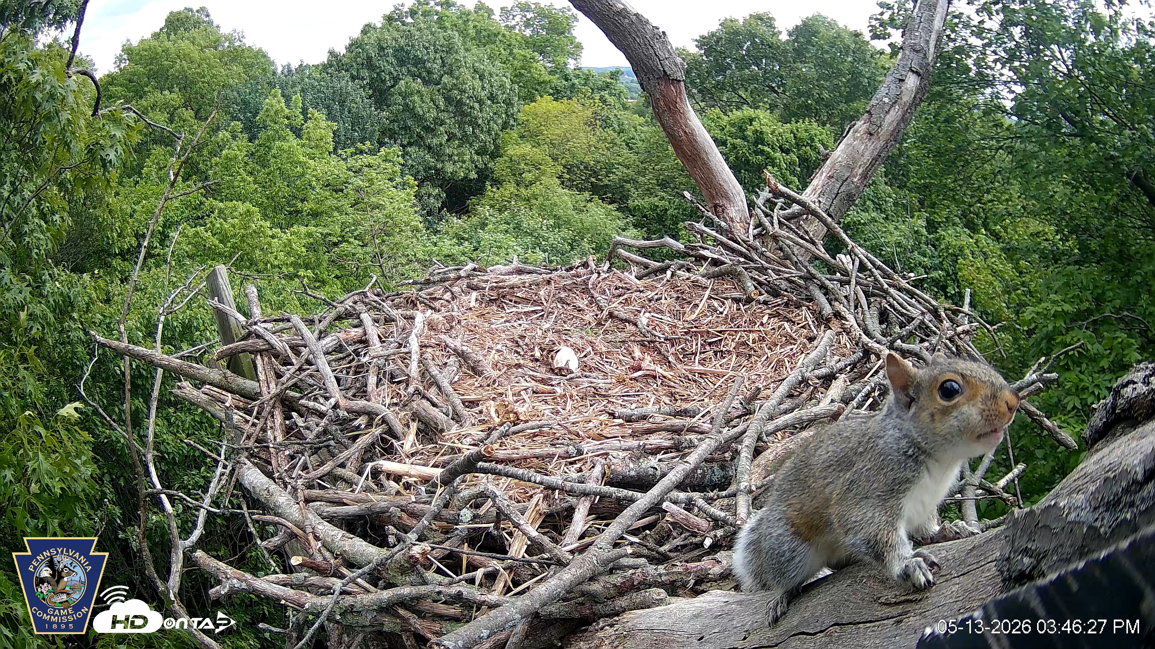Snapshot of Hanover Eagles Live Cam taken May 13, 2026, 3:47pm EDT