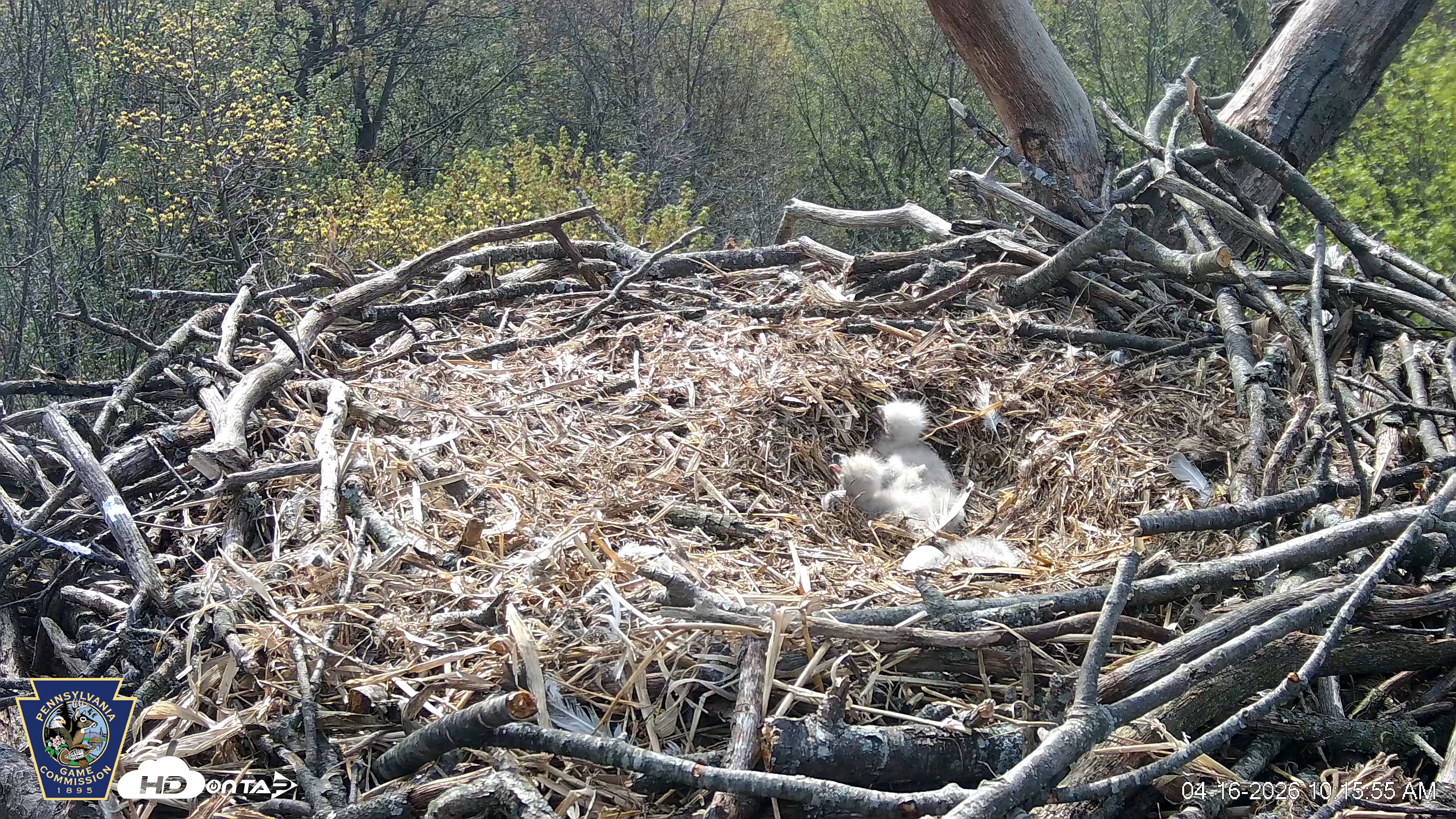Snapshot of Hanover Eagles Live Cam taken Apr 16, 2026, 10:17am EDT