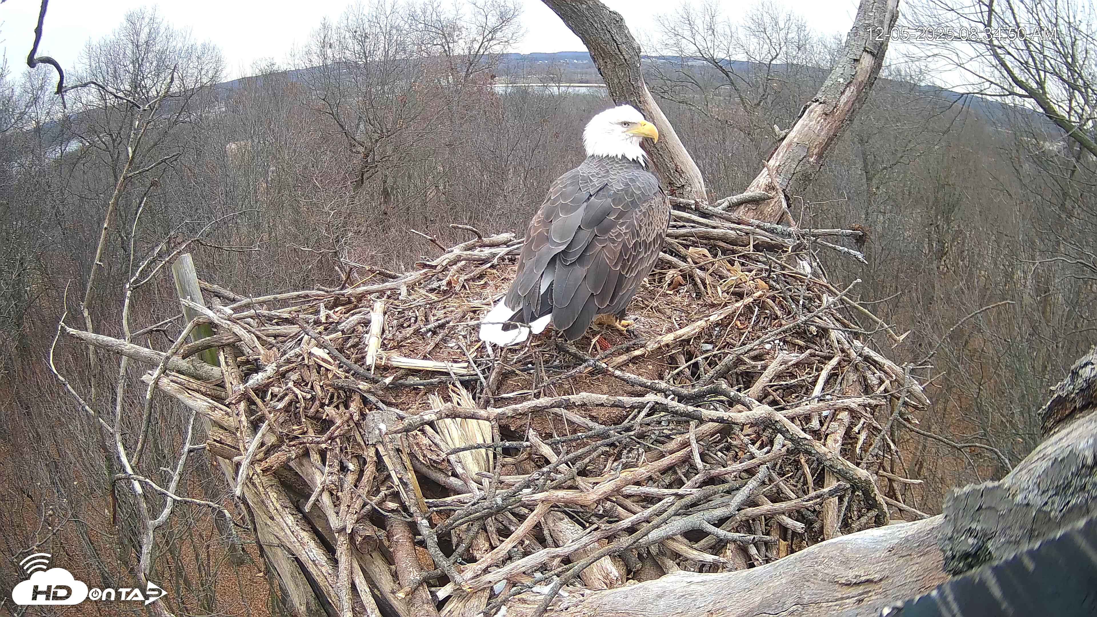 Snapshot of Hanover Eagles Live Cam taken Dec 5, 2025, 8:35am EST