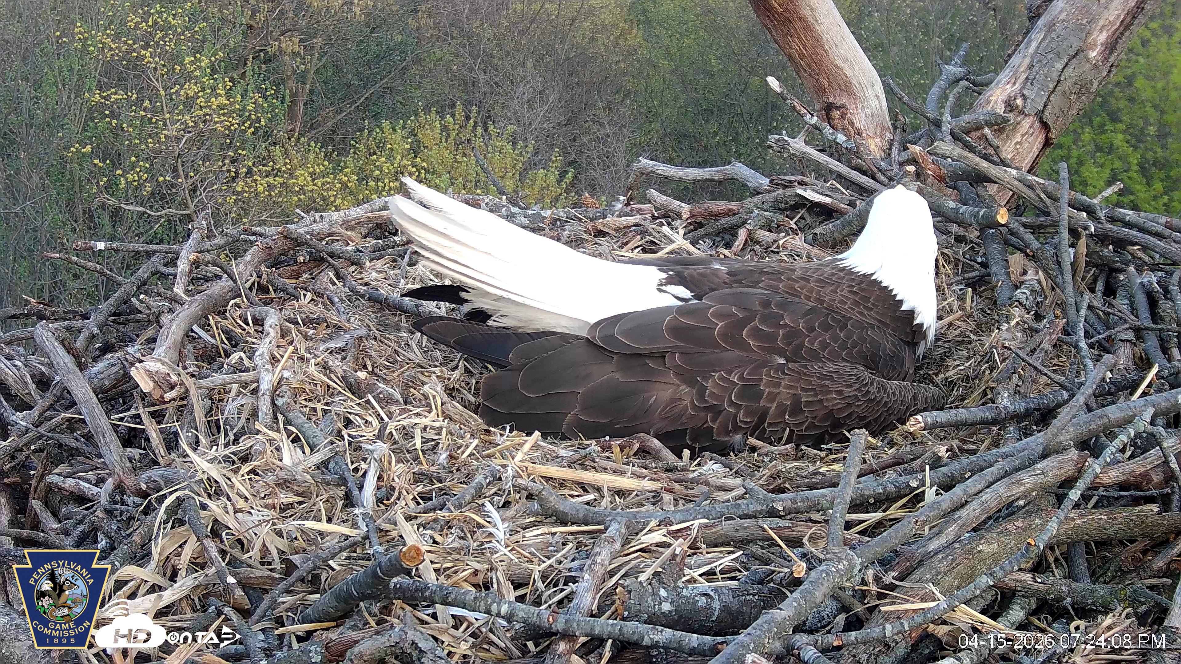 Snapshot of Hanover Eagles Live Cam taken Apr 15, 2026, 7:24pm EDT