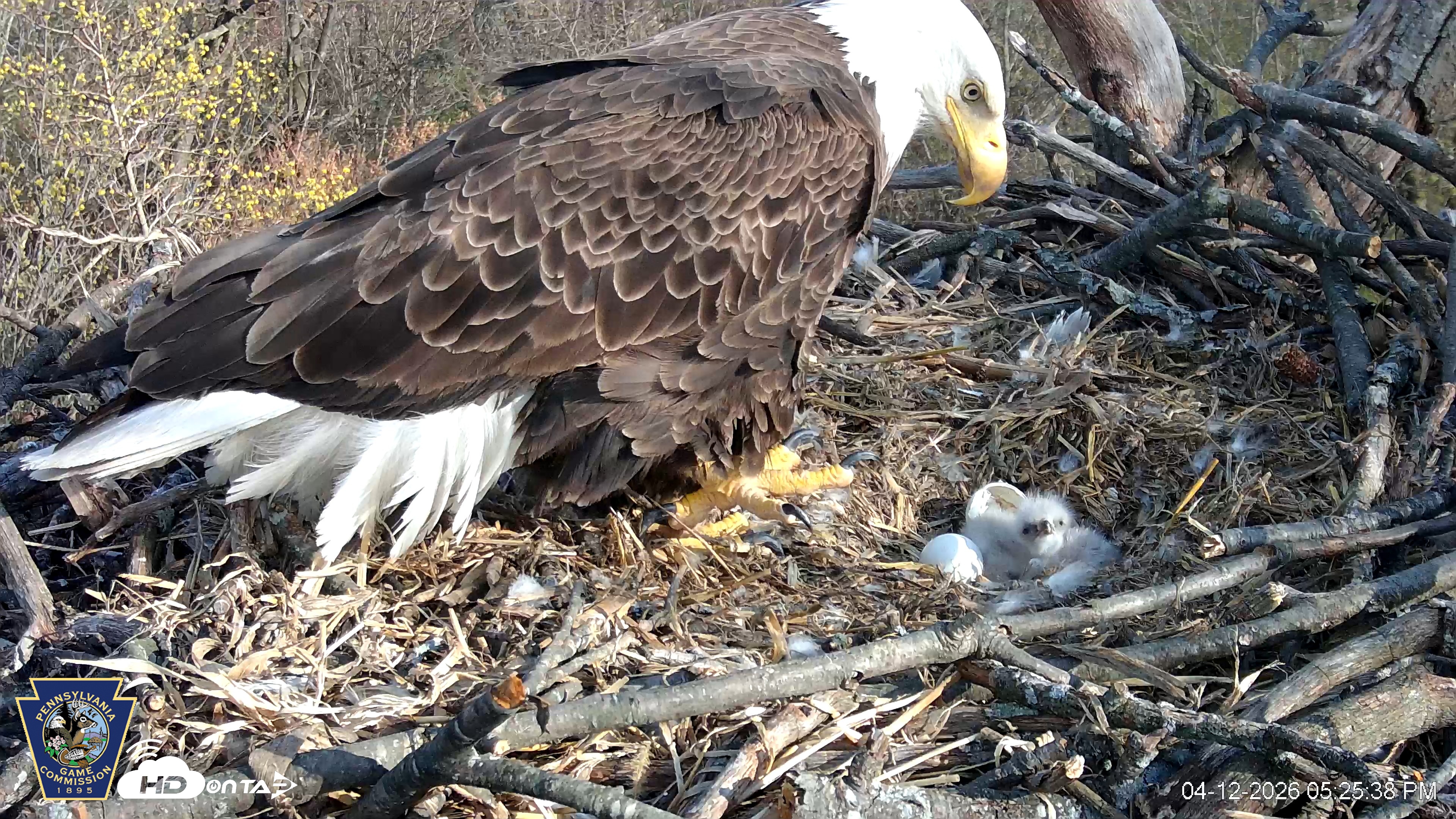 Snapshot of Hanover Eagles Live Cam taken Apr 12, 2026, 5:25pm EDT