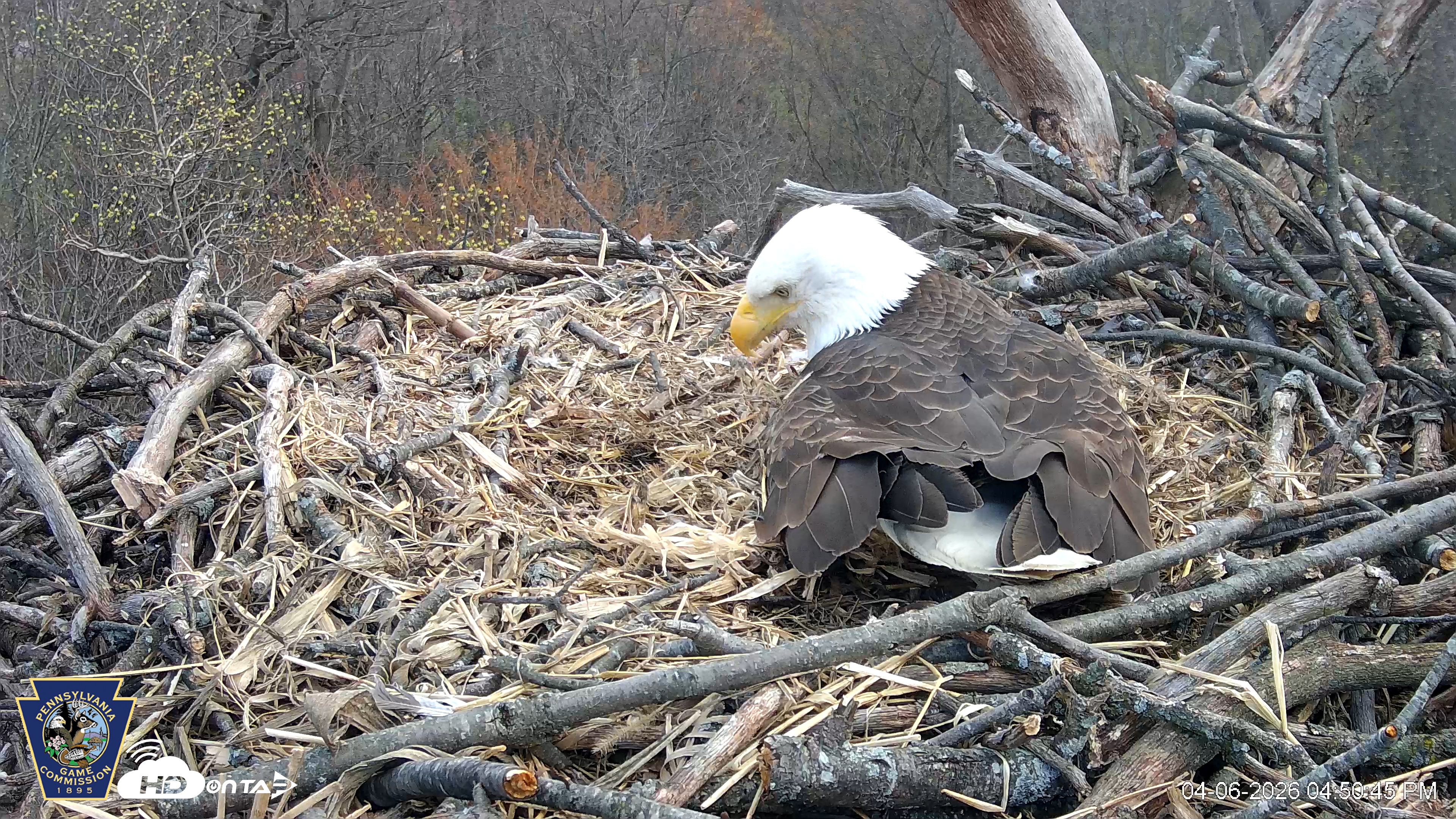 Snapshot of Hanover Eagles Live Cam taken Apr 6, 2026, 4:51pm EDT