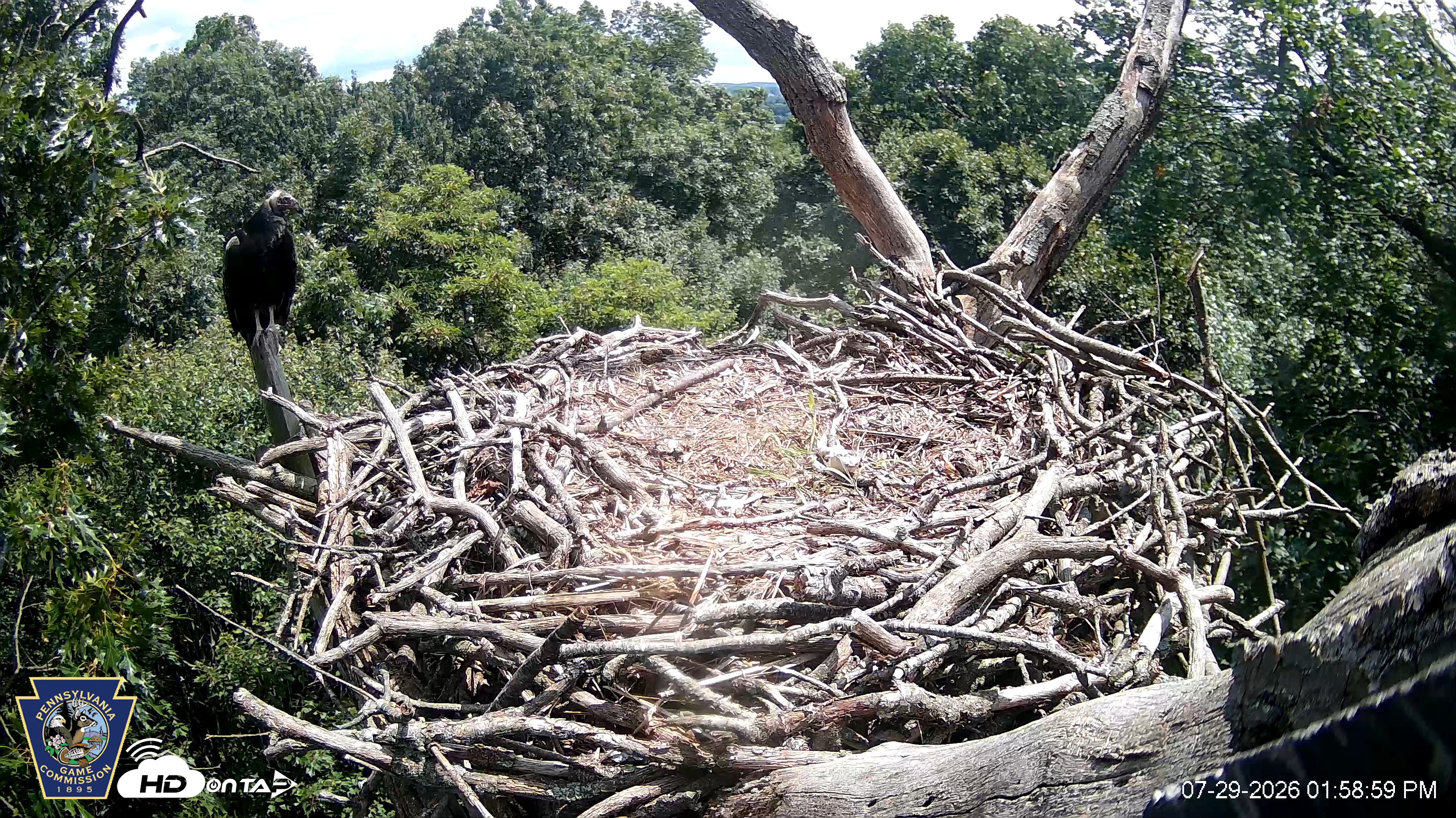 Snapshot of Hanover Eagles Live Cam taken Jul 29, 2026, 1:59pm EDT