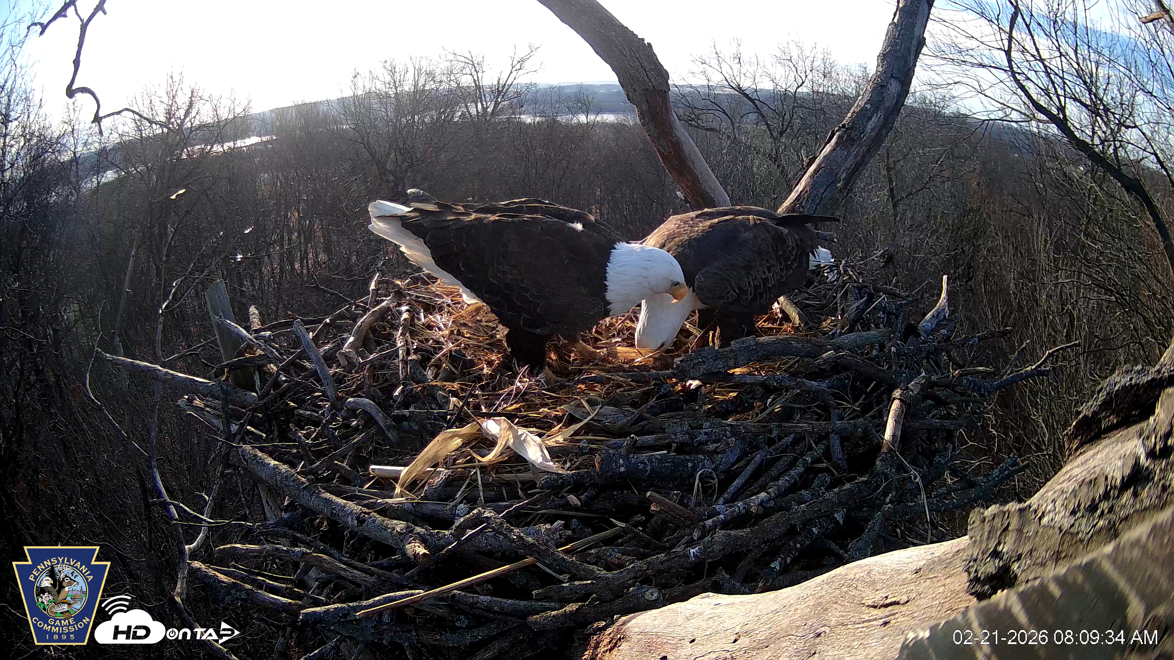 Snapshot of Hanover Eagles Live Cam taken Feb 21, 2026, 8:09am EST