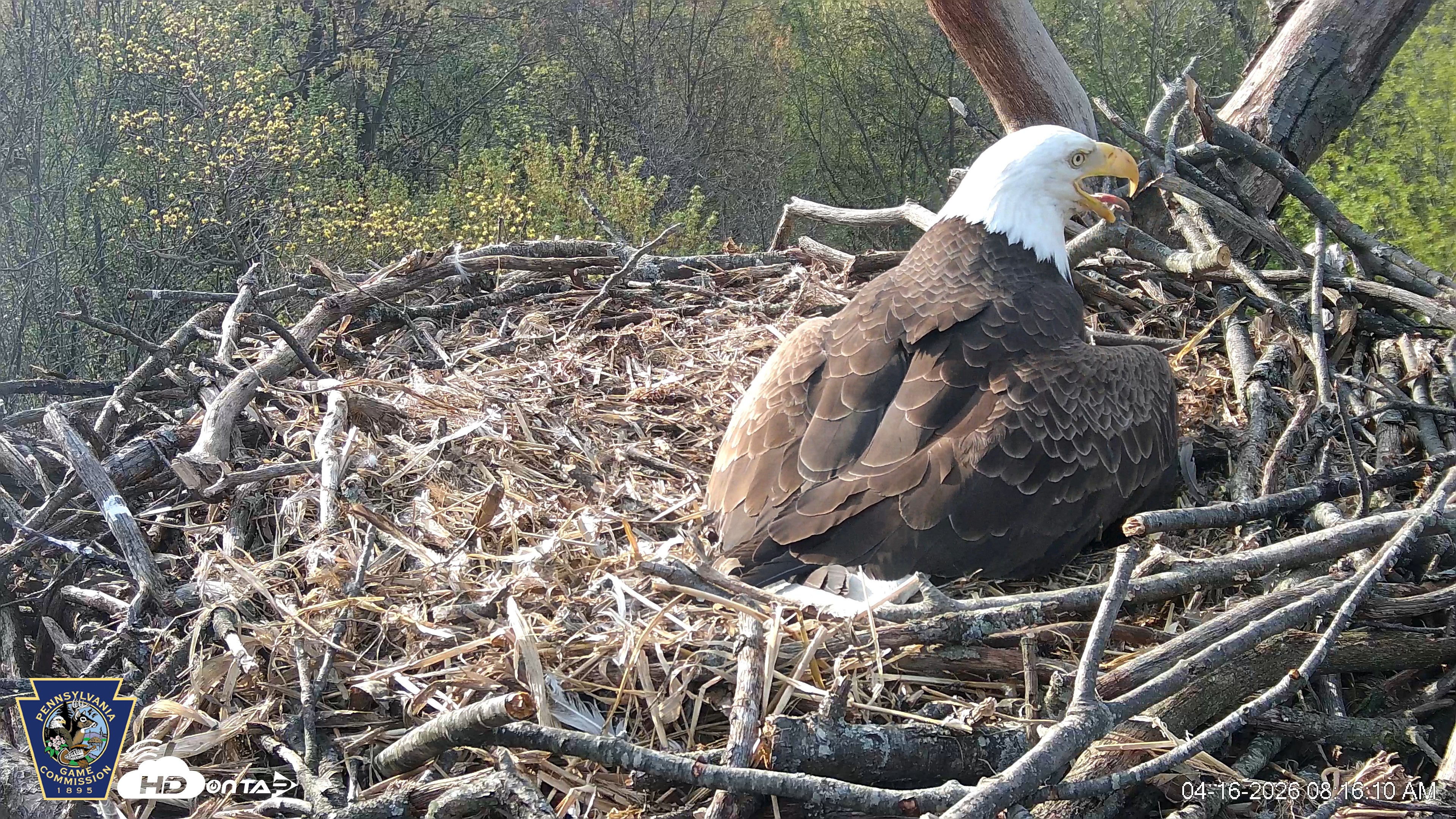 Snapshot of Hanover Eagles Live Cam taken Apr 16, 2026, 8:17am EDT