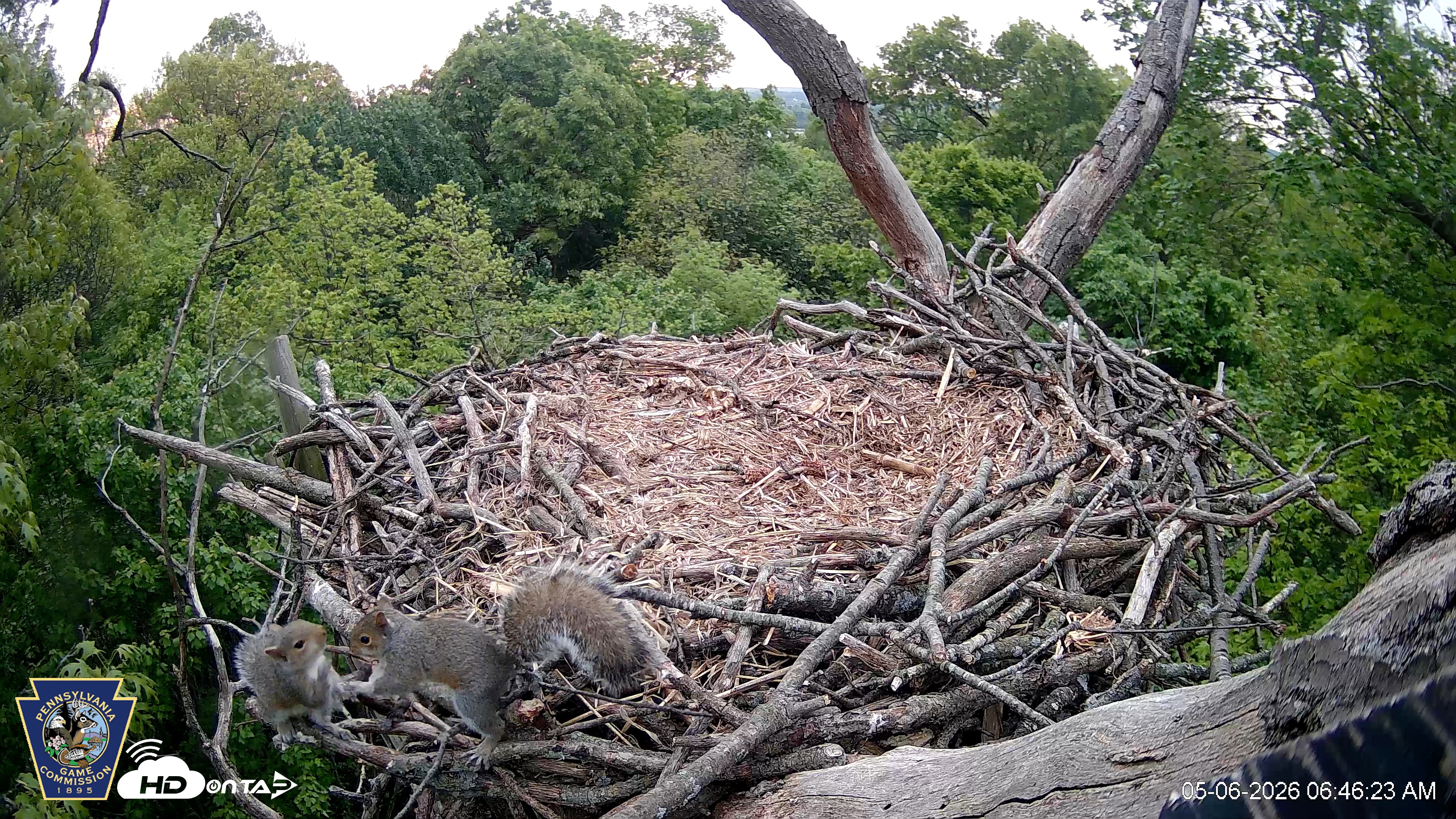 Snapshot of Hanover Eagles Live Cam taken May 6, 2026, 6:47am EDT