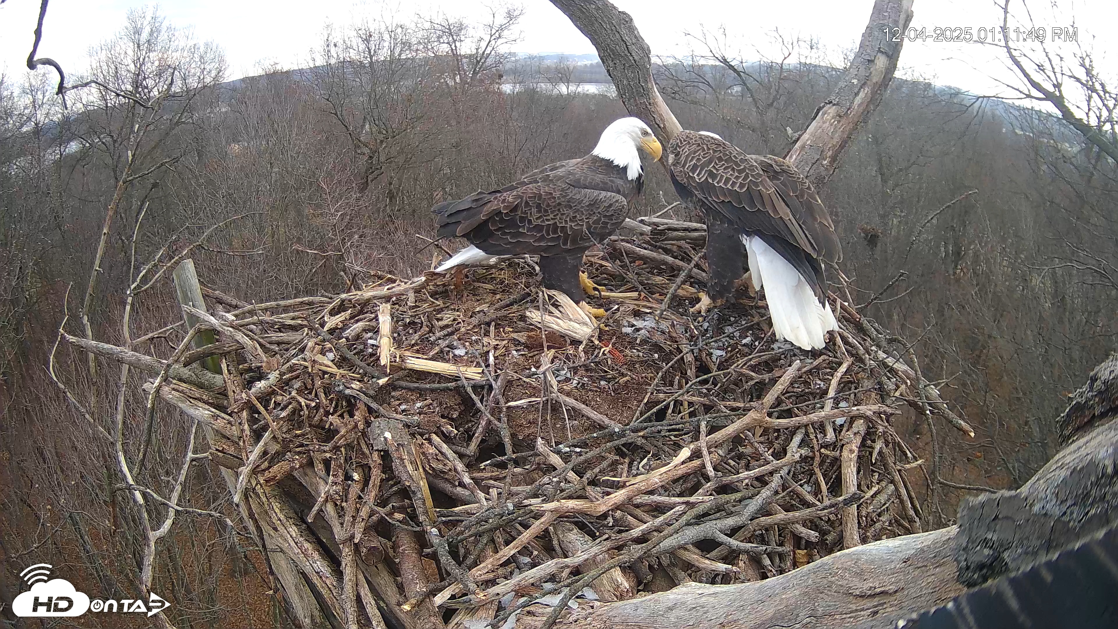 Snapshot of Hanover Eagles Live Cam taken Dec 4, 2025, 1:12pm EST