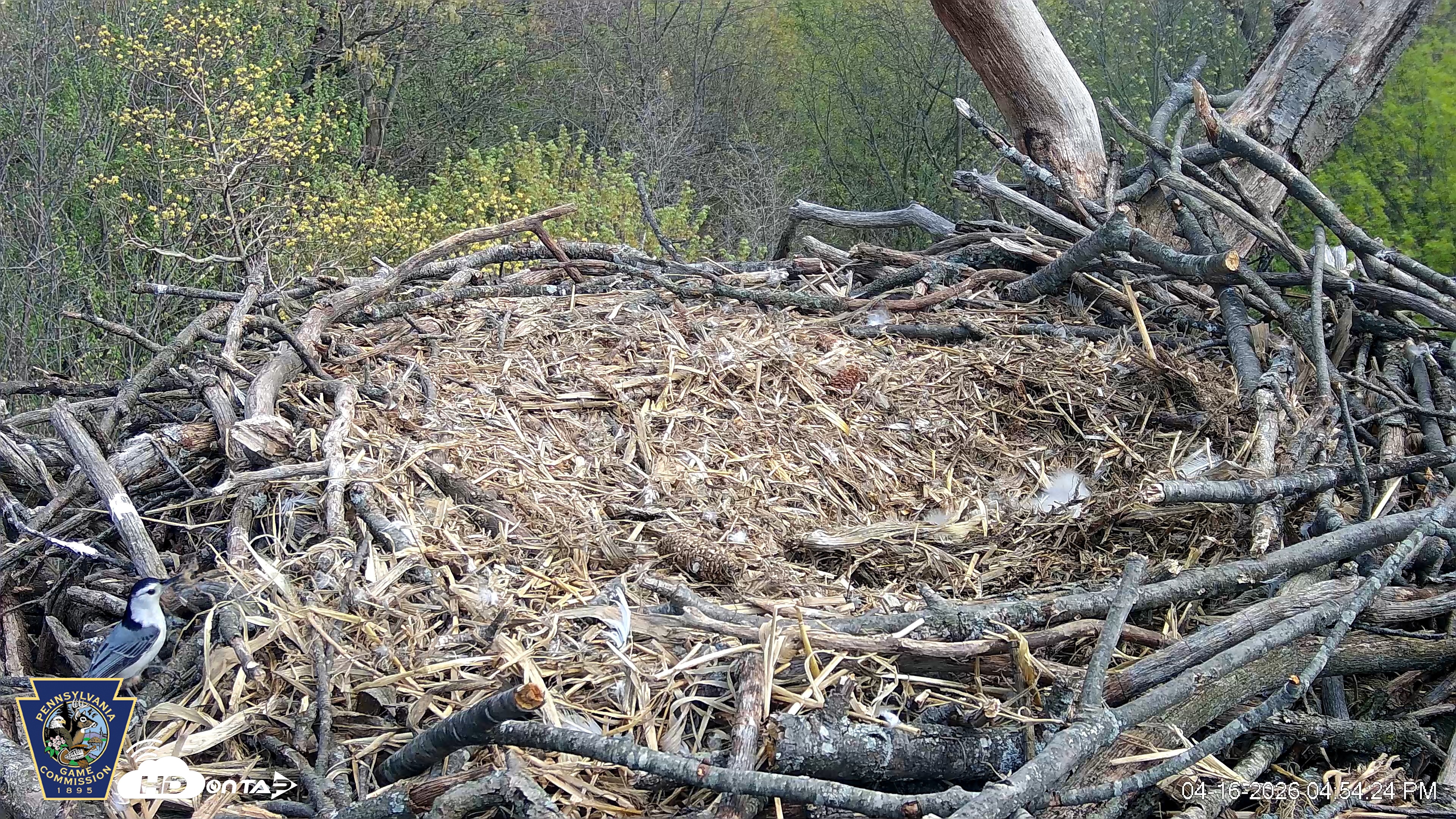 Snapshot of Hanover Eagles Live Cam taken Apr 16, 2026, 4:54pm EDT