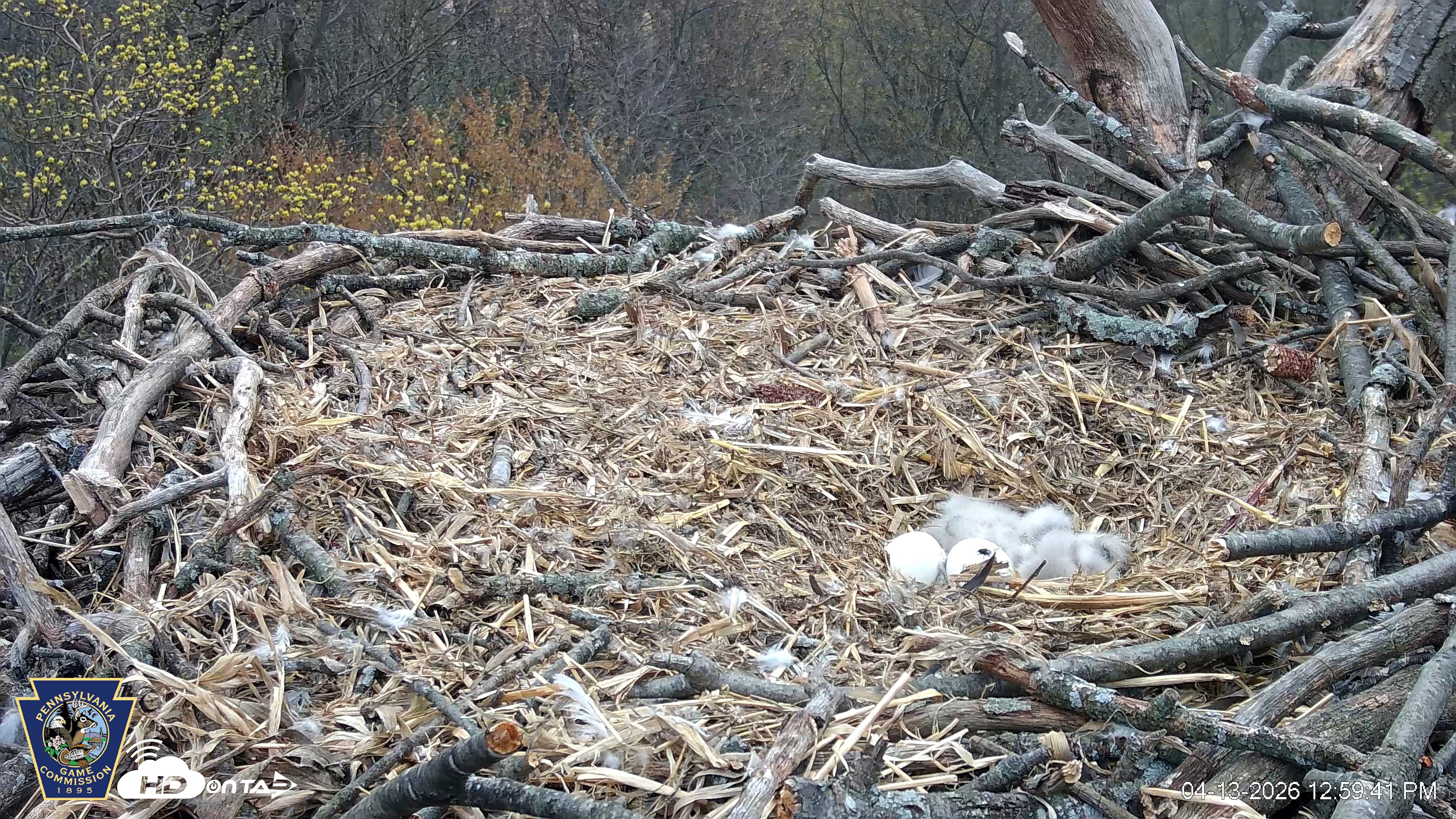 Snapshot of Hanover Eagles Live Cam taken Apr 13, 2026, 12:59pm EDT