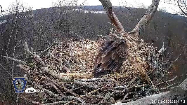 Snapshot of Hanover Eagles Live Cam taken Jan 16, 2026, 3:40pm EST