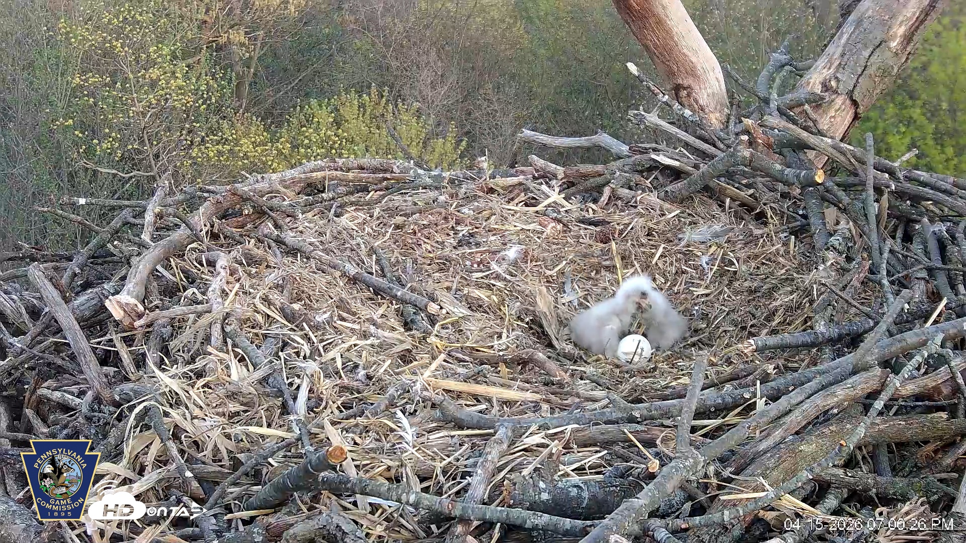 Snapshot of Hanover Eagles Live Cam taken Apr 15, 2026, 7:01pm EDT