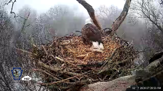 Snapshot of Hanover Eagles Live Cam taken Feb 17, 2026, 7:27am EST