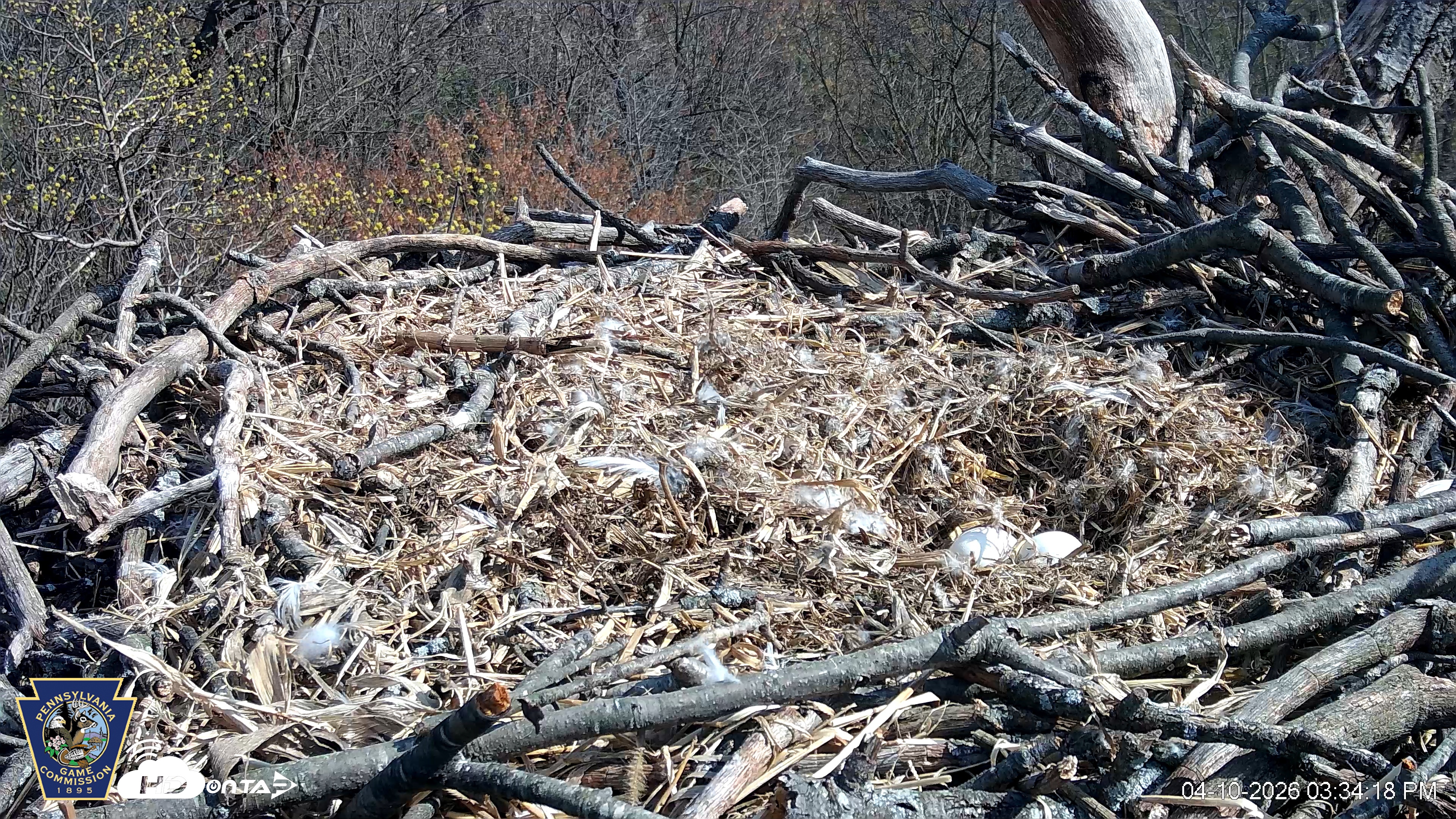 Snapshot of Hanover Eagles Live Cam taken Apr 10, 2026, 3:35pm EDT