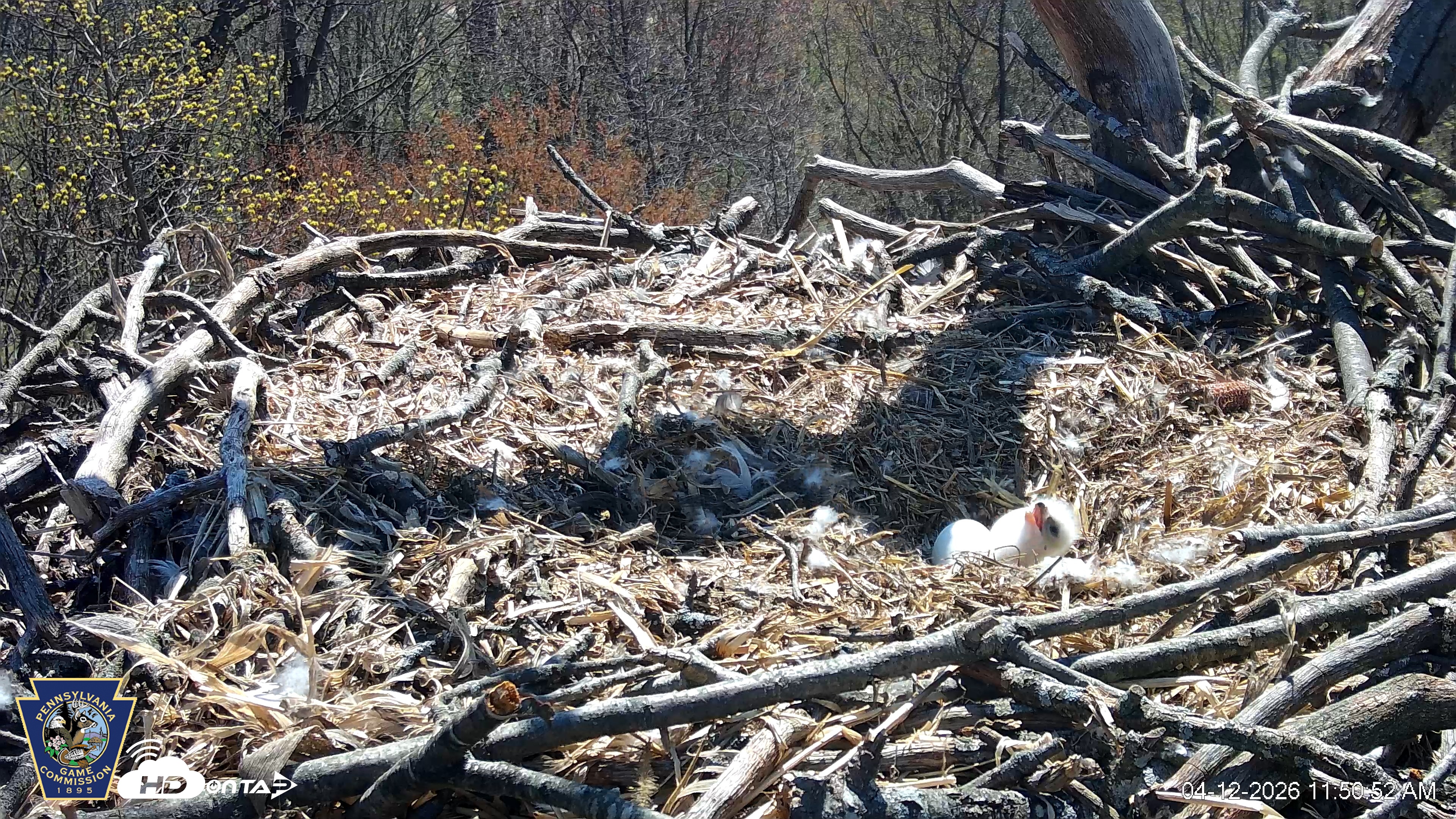 Snapshot of Hanover Eagles Live Cam taken Apr 12, 2026, 11:51am EDT
