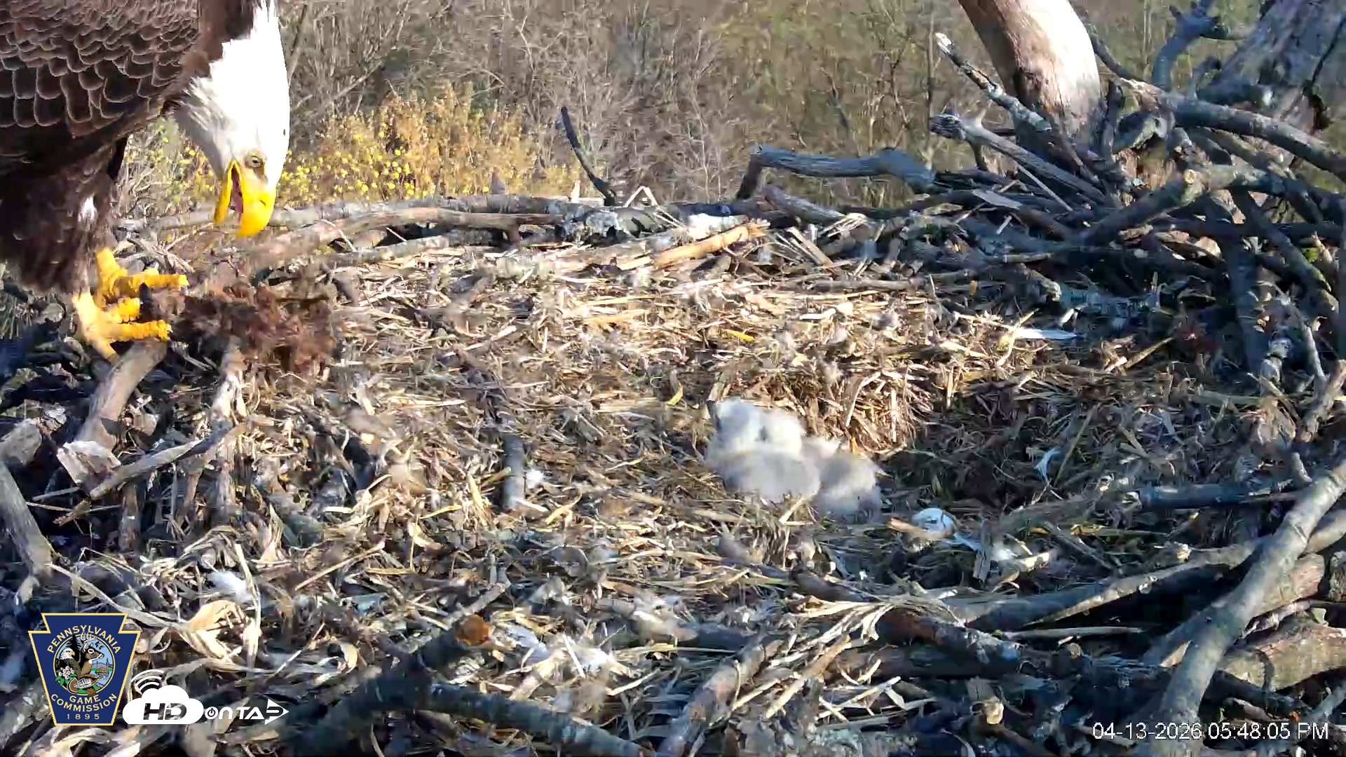 Snapshot of Hanover Eagles Live Cam taken Apr 13, 2026, 5:49pm EDT
