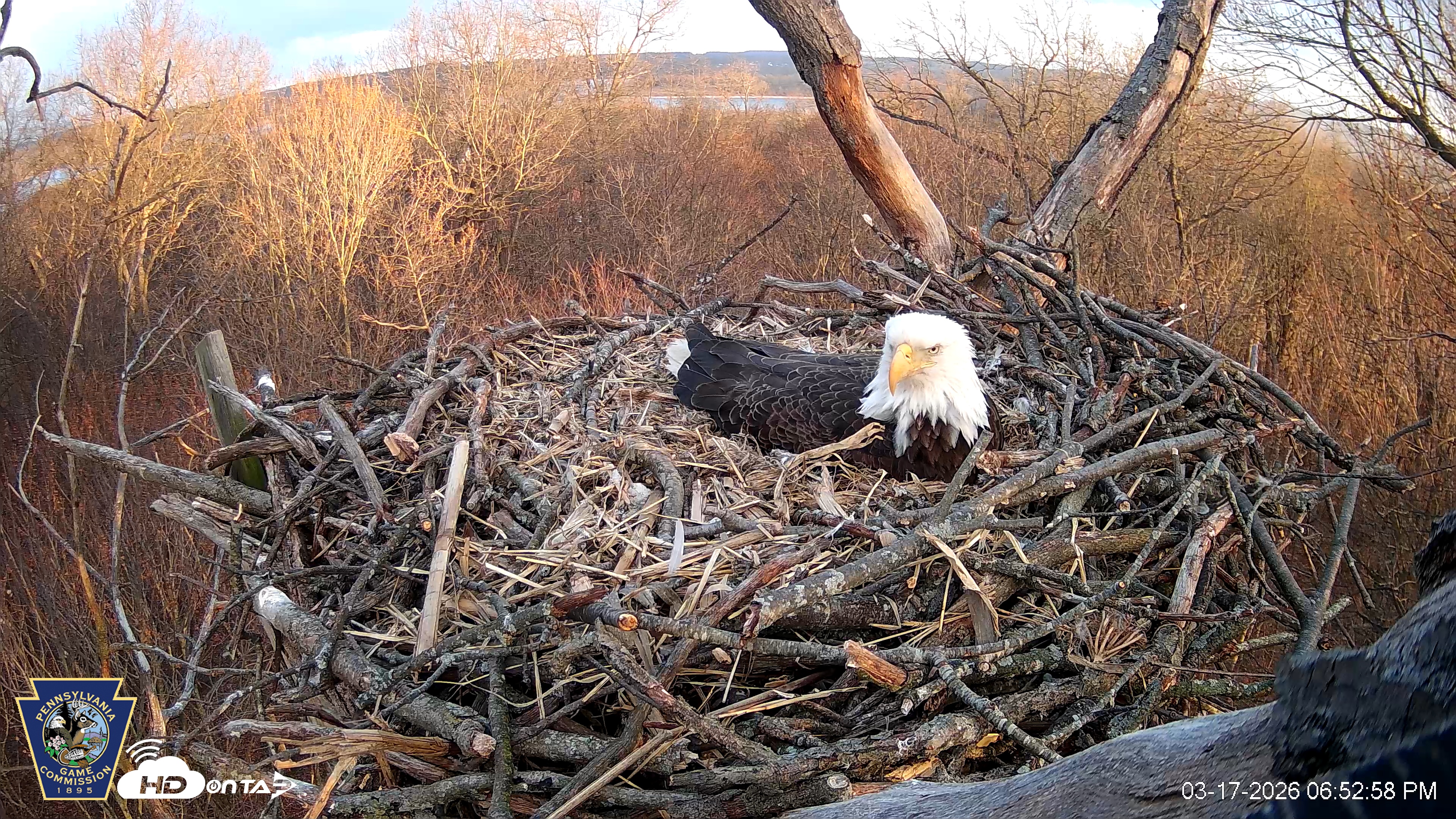 Snapshot of Hanover Eagles Live Cam taken Mar 17, 2026, 6:53pm EDT