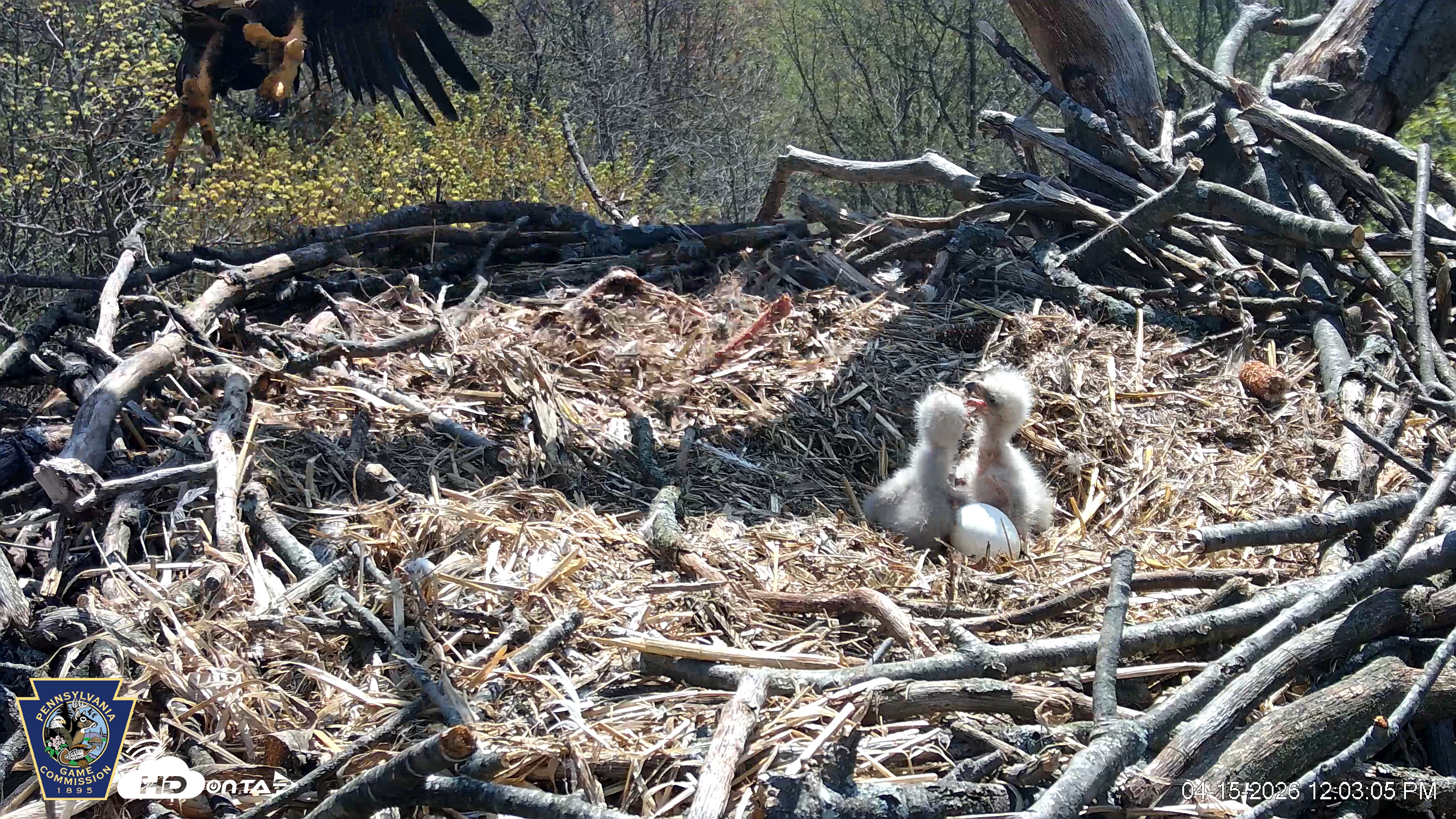 Snapshot of Hanover Eagles Live Cam taken Apr 15, 2026, 12:03pm EDT