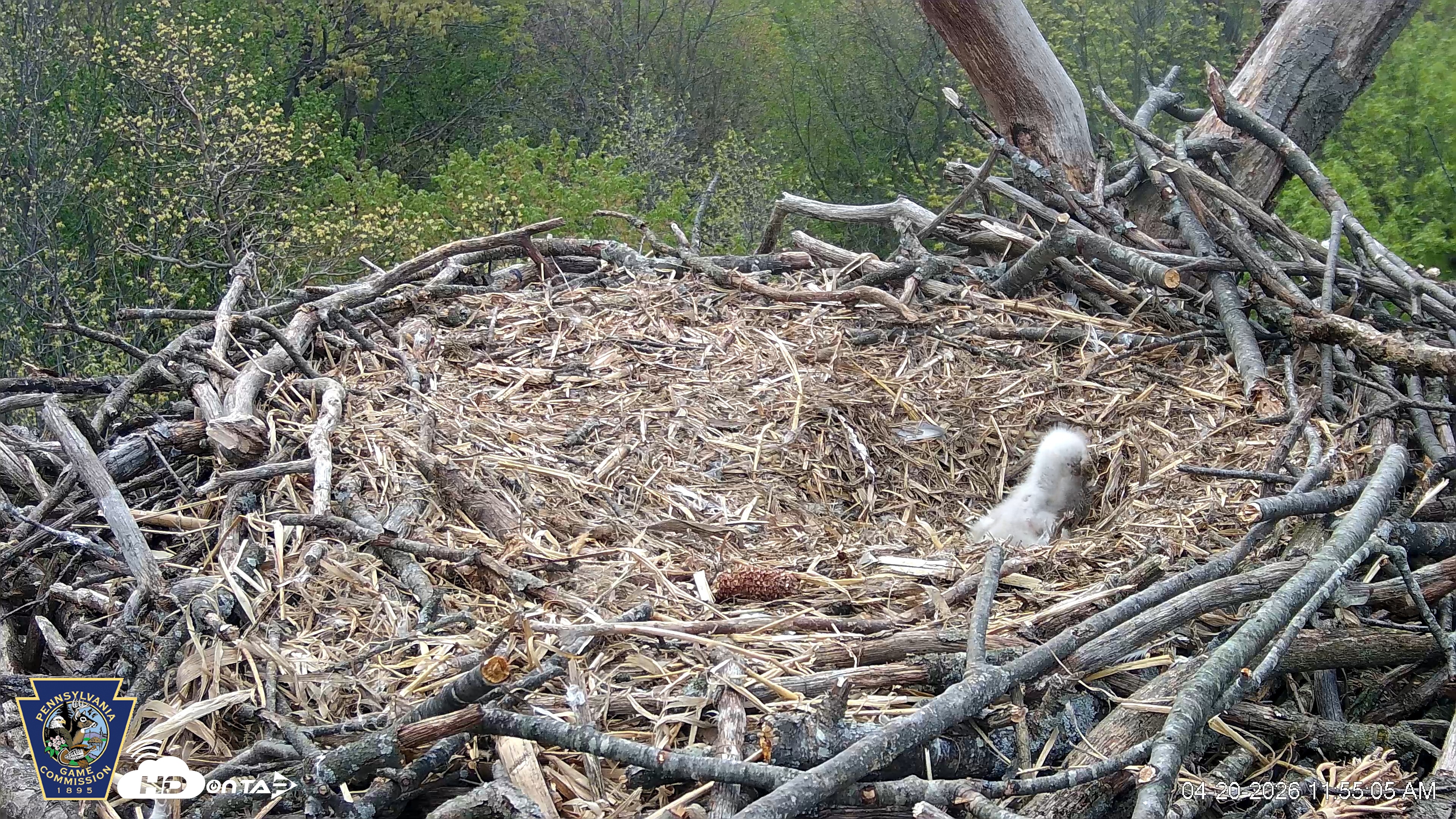Snapshot of Hanover Eagles Live Cam taken Apr 20, 2026, 11:56am EDT