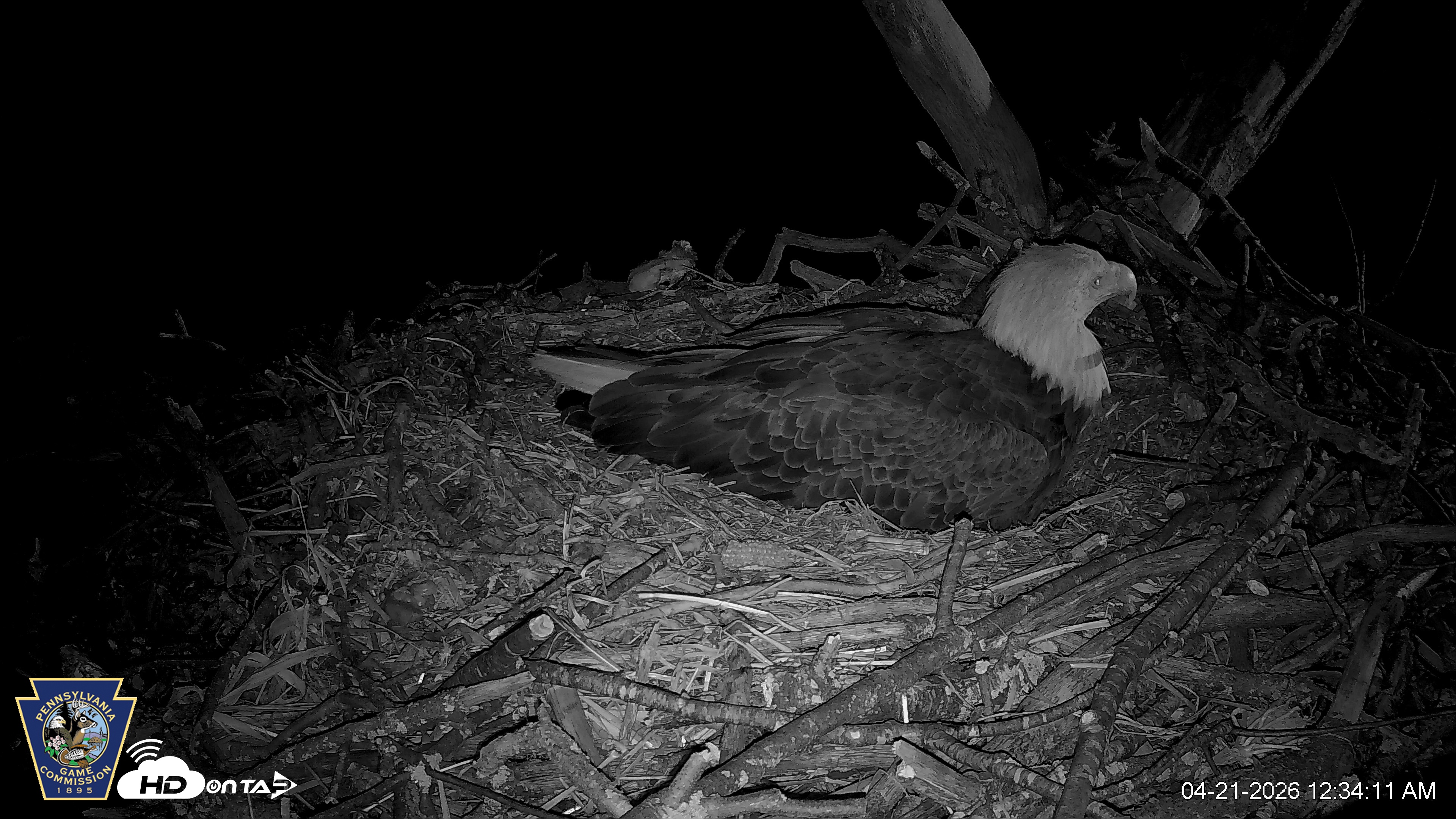 Snapshot of Hanover Eagles Live Cam taken Apr 21, 2026, 12:34am EDT