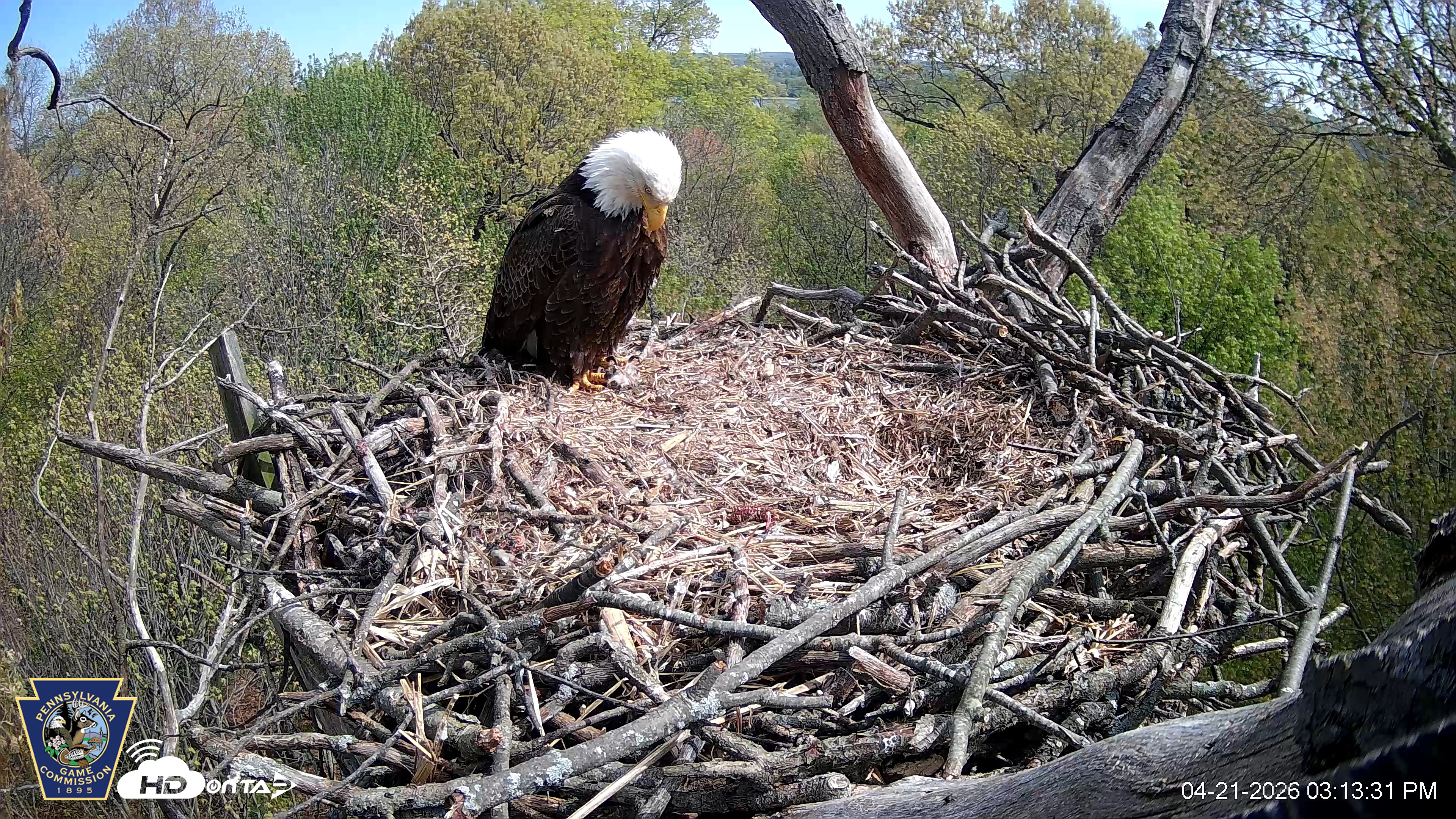 Snapshot of Hanover Eagles Live Cam taken Apr 21, 2026, 3:14pm EDT