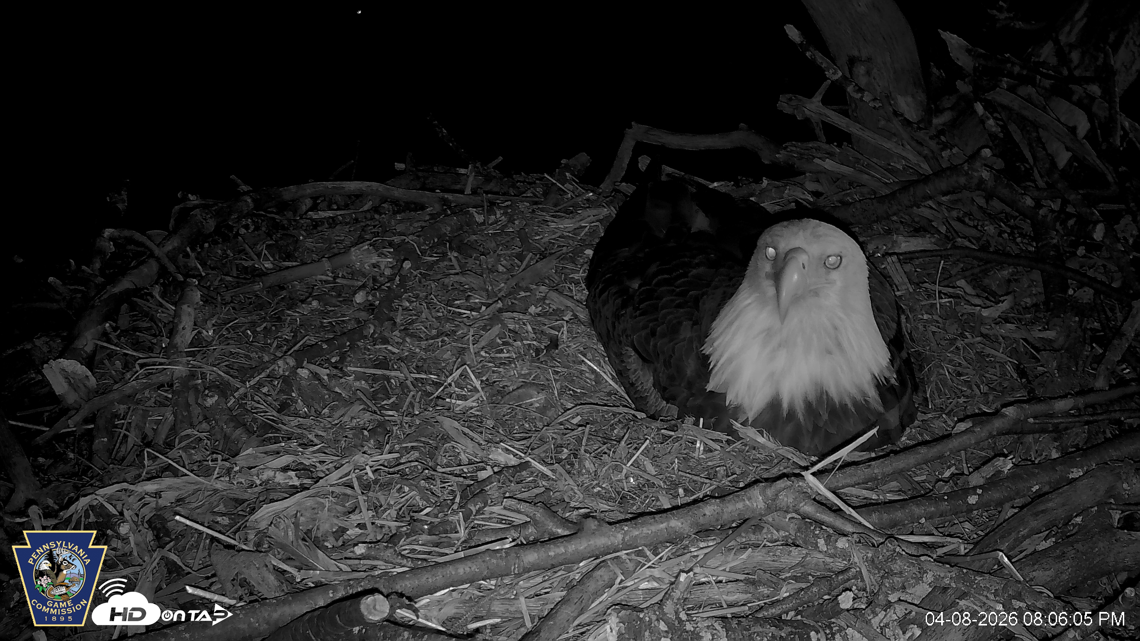 Snapshot of Hanover Eagles Live Cam taken Apr 8, 2026, 8:06pm EDT